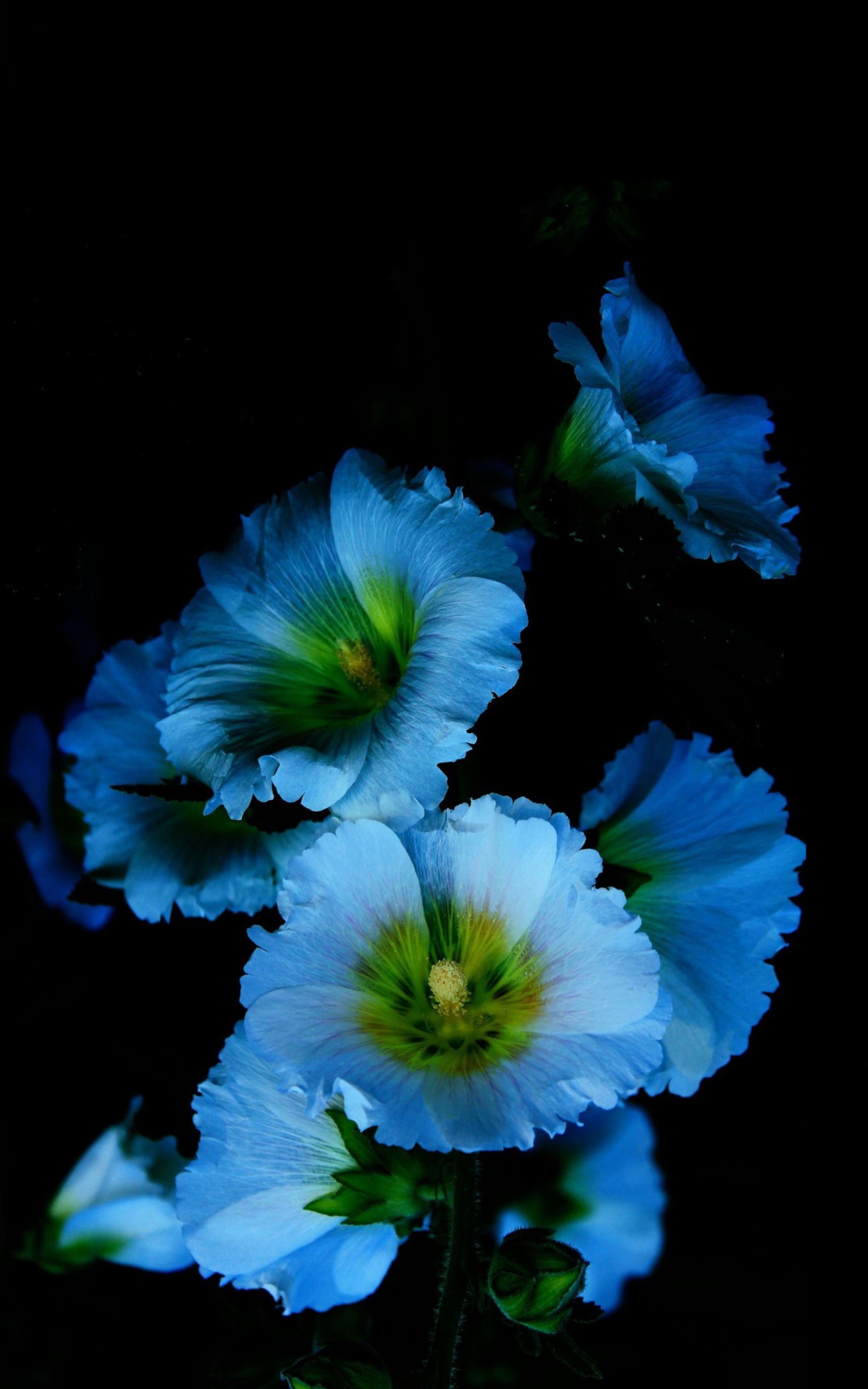 蓝色的花儿，黑色的背景，高清4K花朵手机壁纸图片