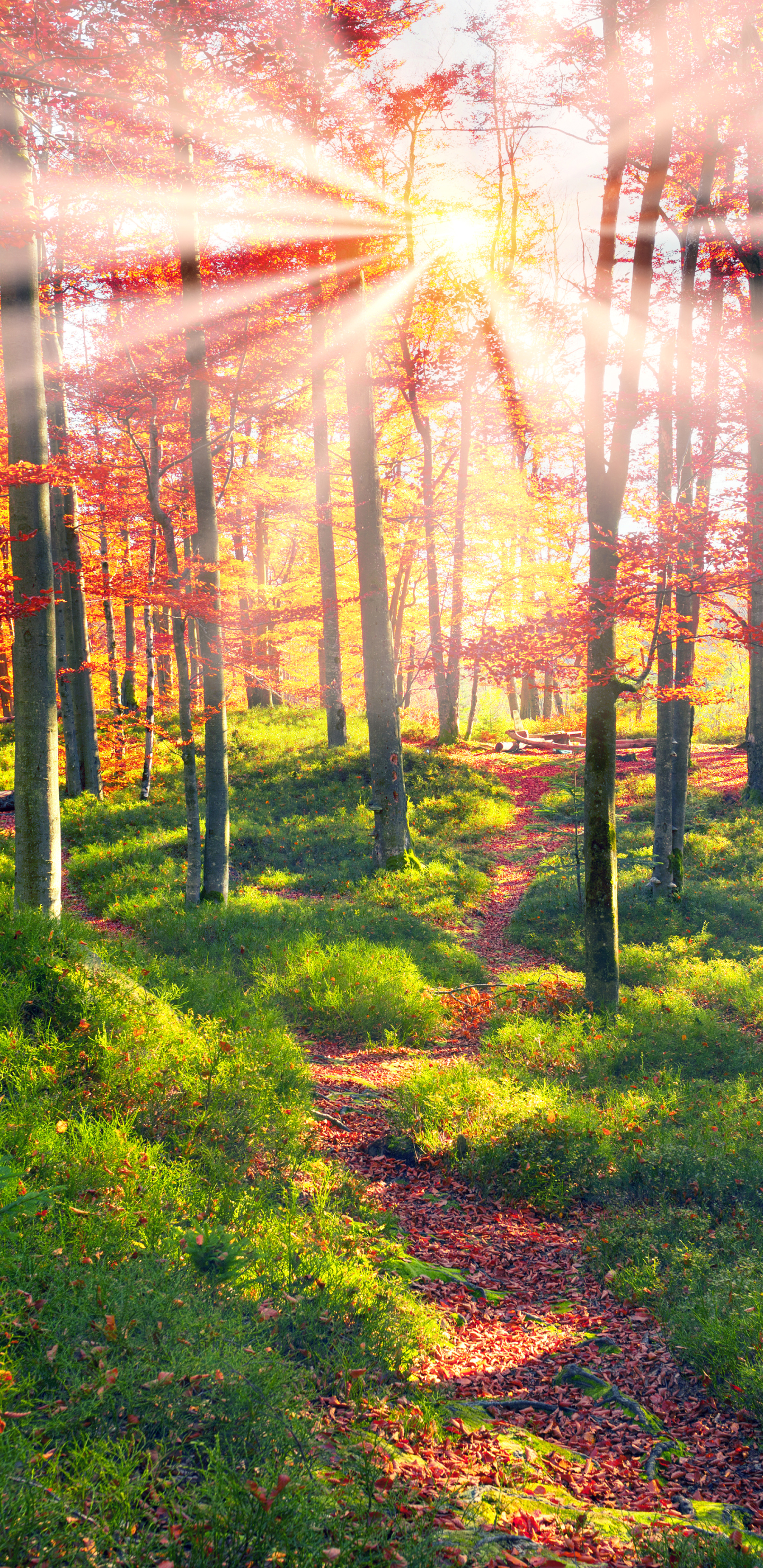 森林，逆光，<span style='color:red;'>树木</span>，唯美森系高清手机壁纸图片
