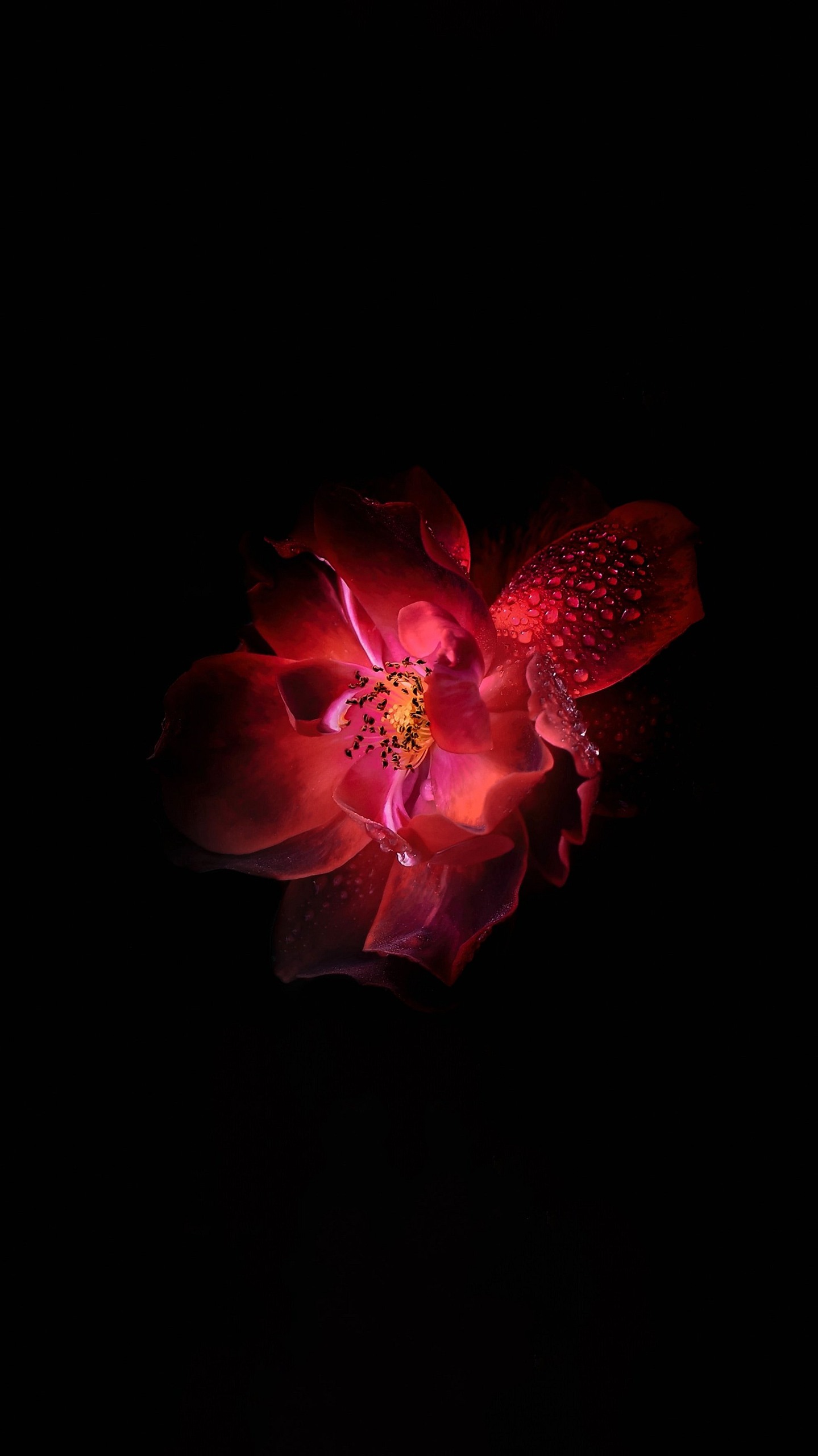 纯黑色背景的红色花朵花瓣花蕊高清2k手机壁纸图片