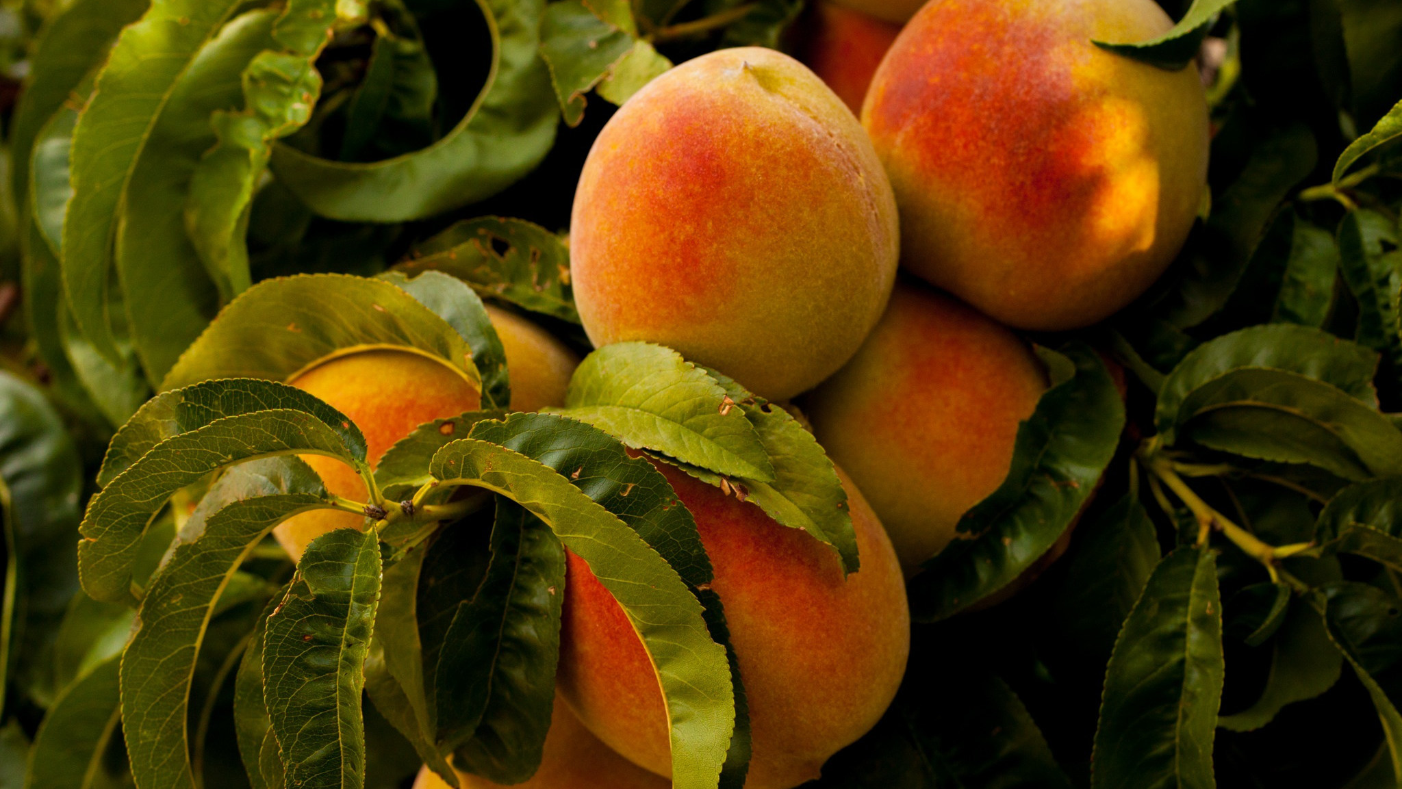 香甜可口的水果“水蜜桃”高清摄影手机壁纸
