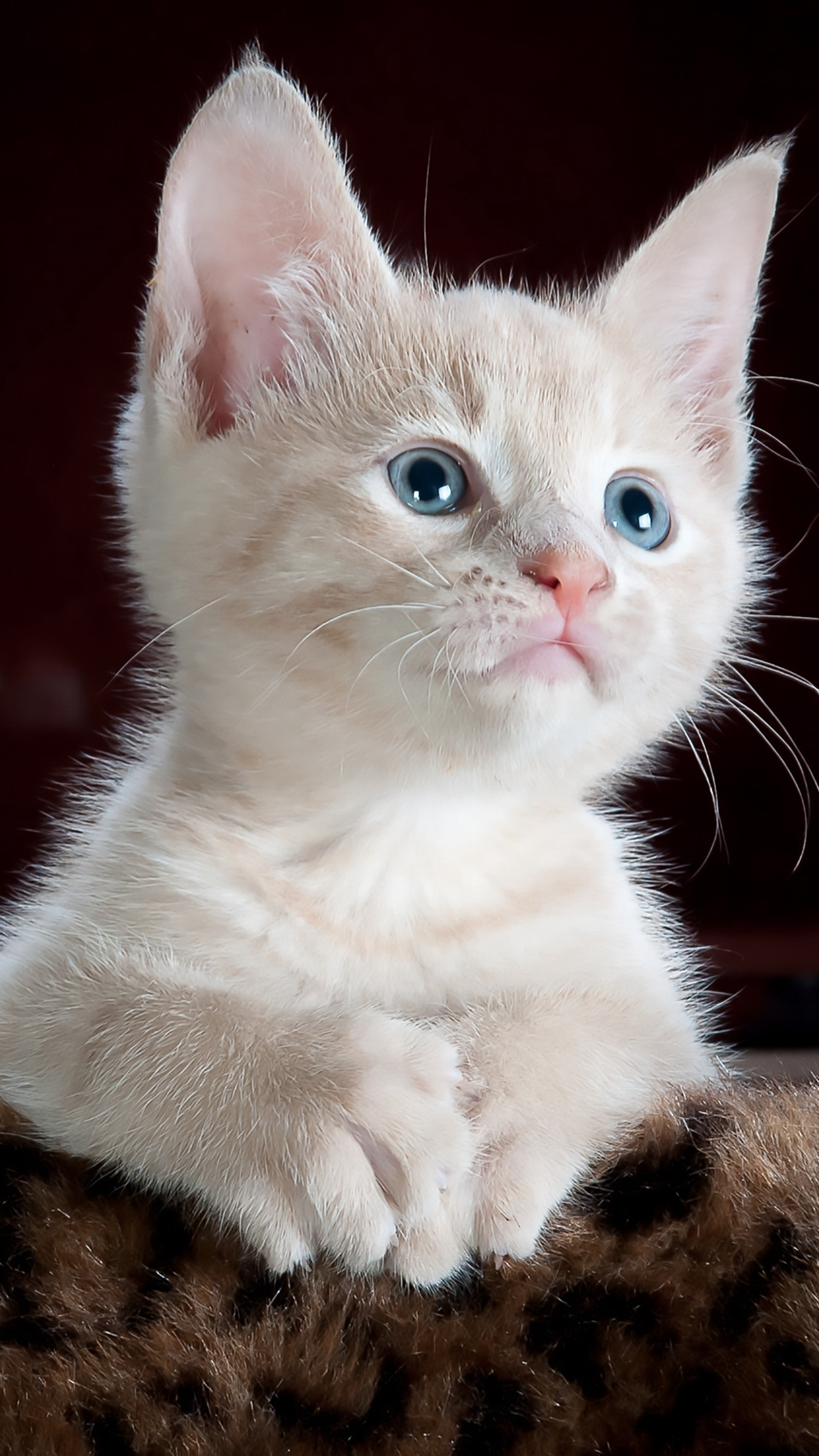 纯白色毛发，粉色瞳孔的宠物猫咪手机壁纸