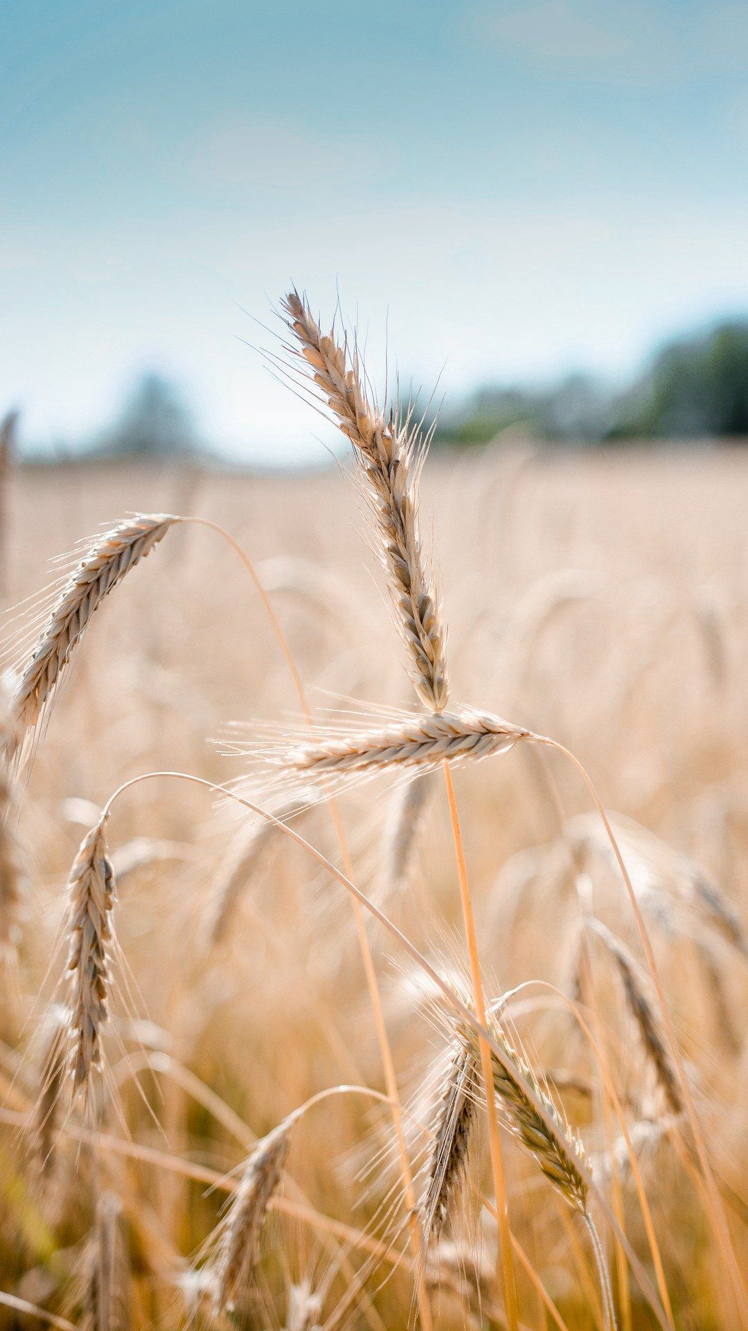 农作物 原野 谷物 农场 植物手机壁纸图片 小麦