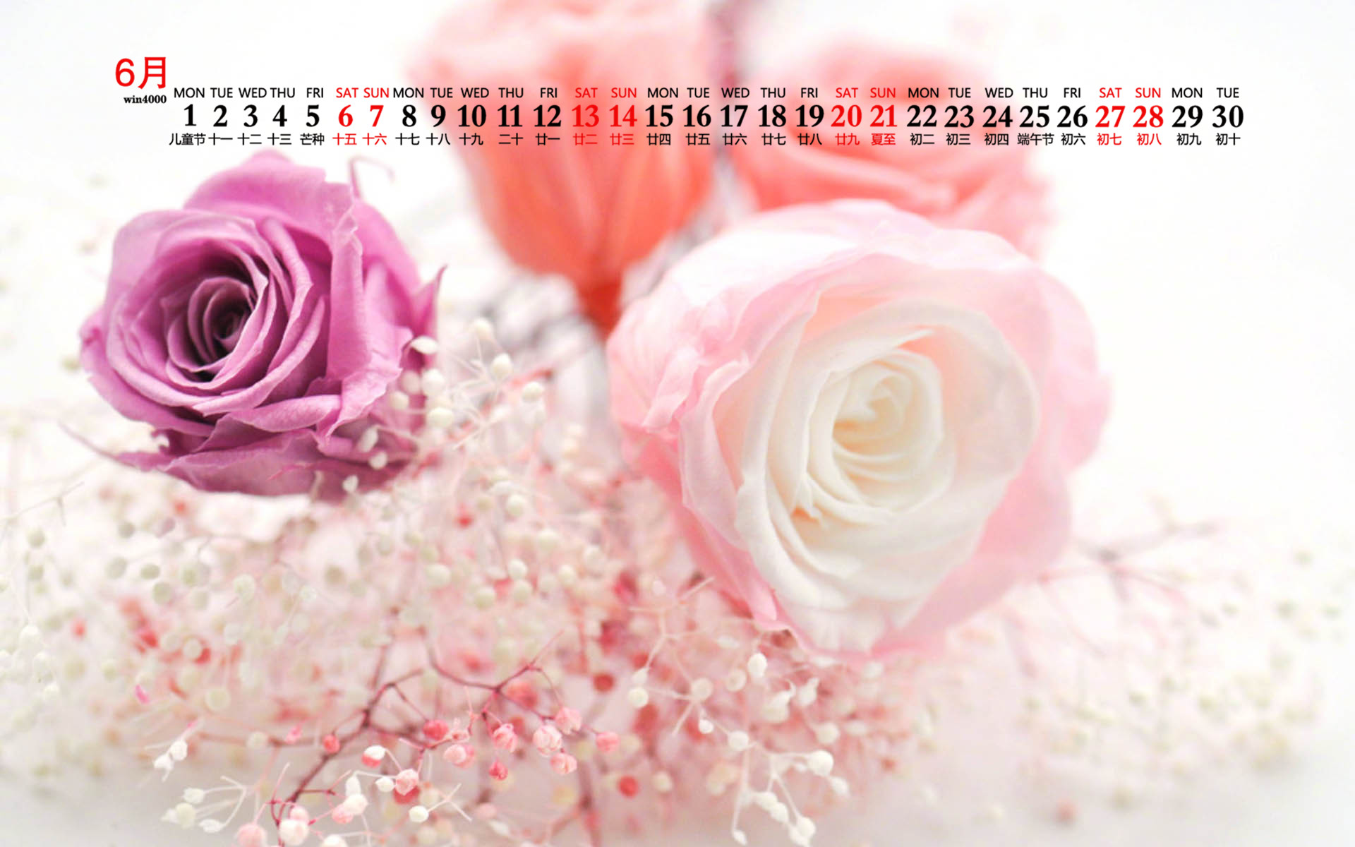 浪漫唯美的粉色<span style='color:red;'>玫瑰花</span>，2020年6月花卉花朵系列日历壁纸图片
