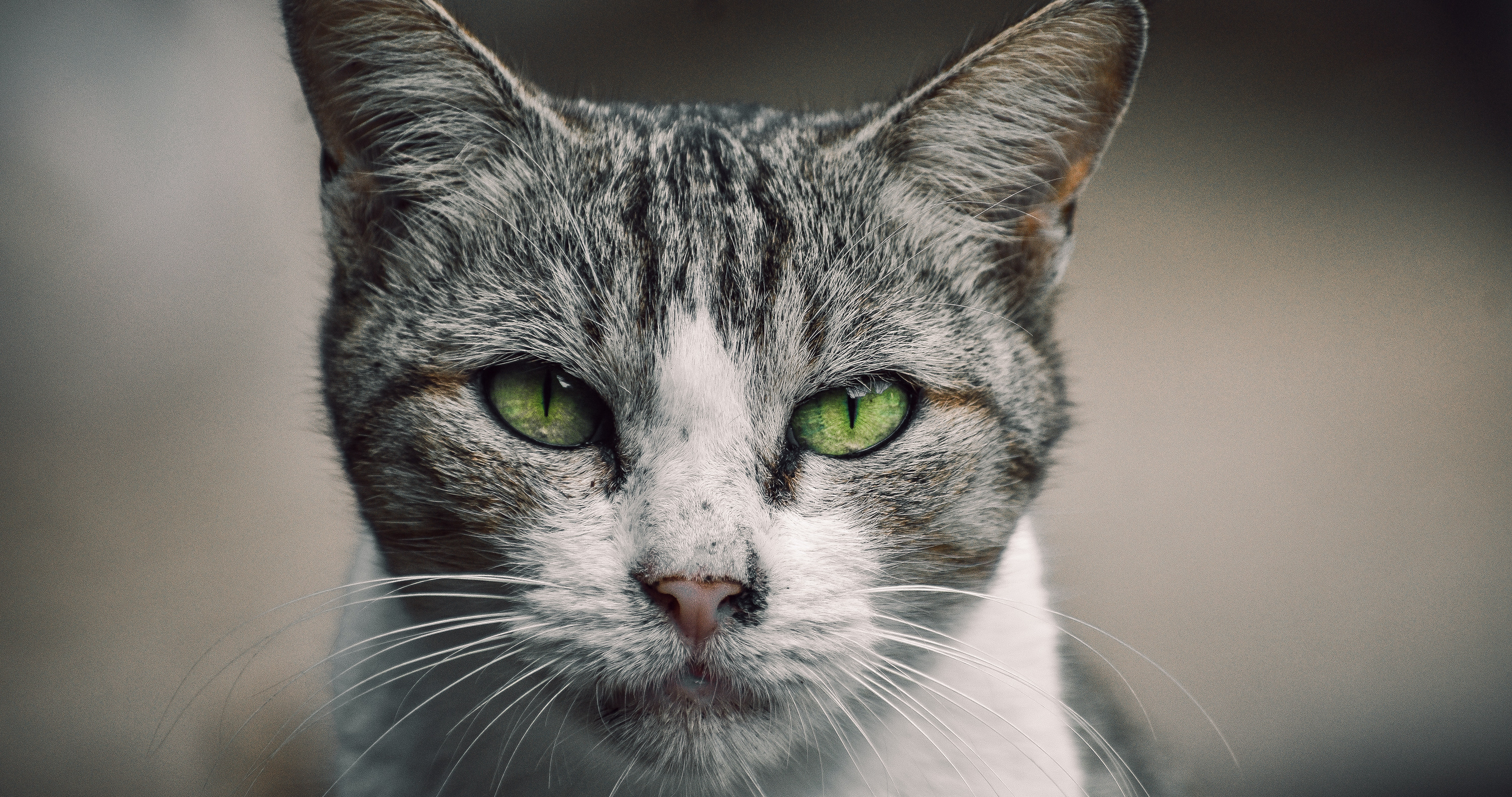 动物猫咪的多彩瞳孔，张开嘴打哈欠的猫咪等桌面壁纸