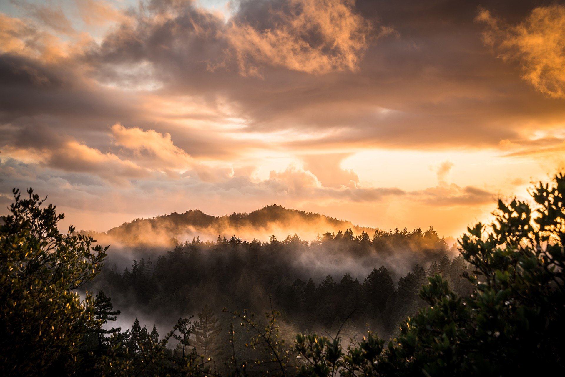 雾海 大森林 唯美大自然风景桌面壁纸图片 云里雾里，云山