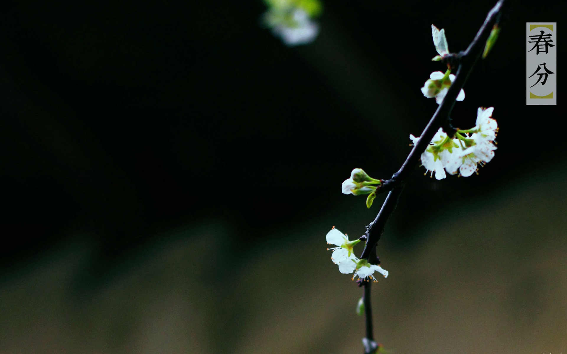 李花 桃花为主题的春分节气桌面壁纸图片 花开明媚，唯美梨花