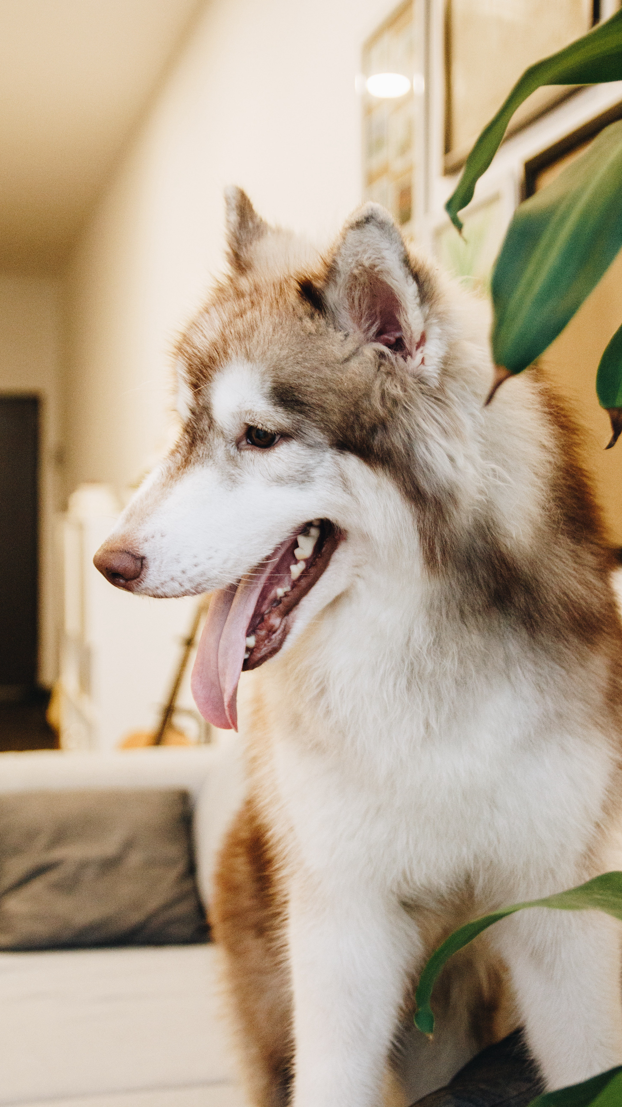 坐在客厅沙发吐着舌头的萌宠“阿拉斯加雪橇犬”高清手机壁纸