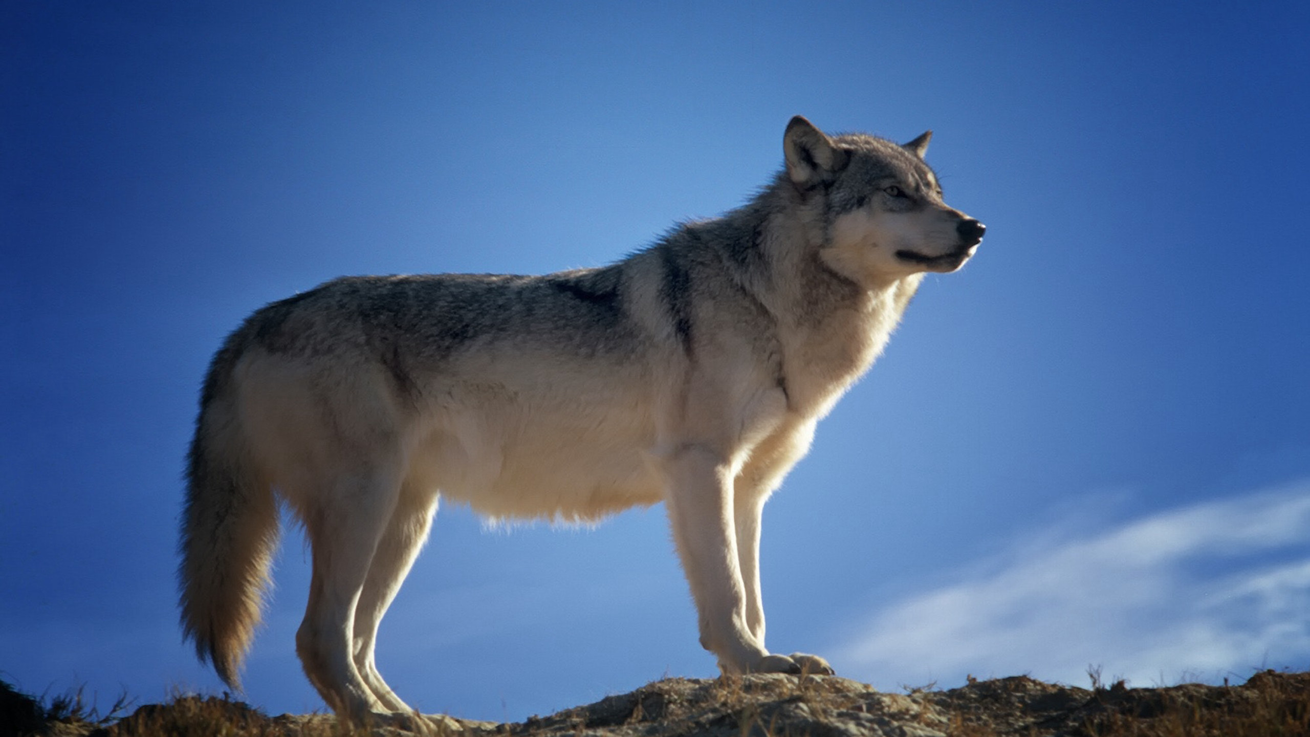 动物“灰狼”和雪地里的哈士奇犬桌面壁纸