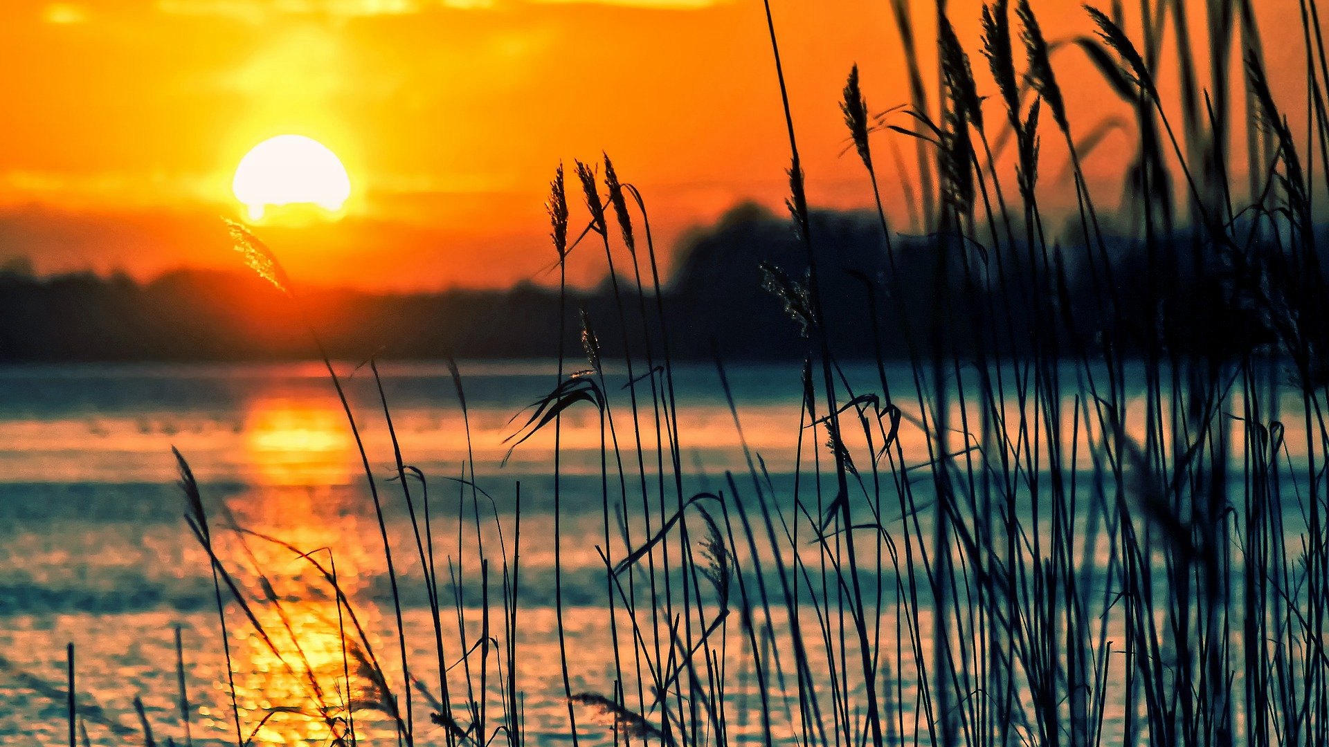 夕阳西下的湖边芦苇荡唯美高清桌面壁纸图片 日落