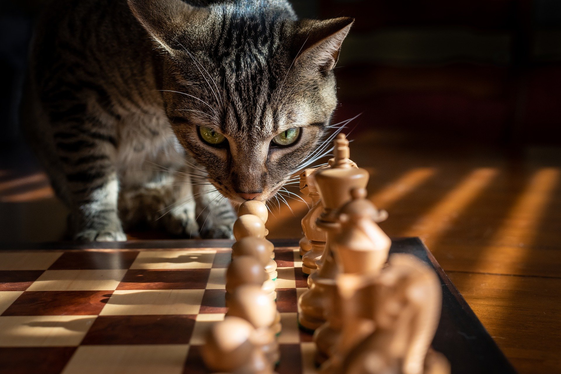 敢对眼吗？来自一只虎斑猫的凝视，国际象棋上的猫壁纸图片