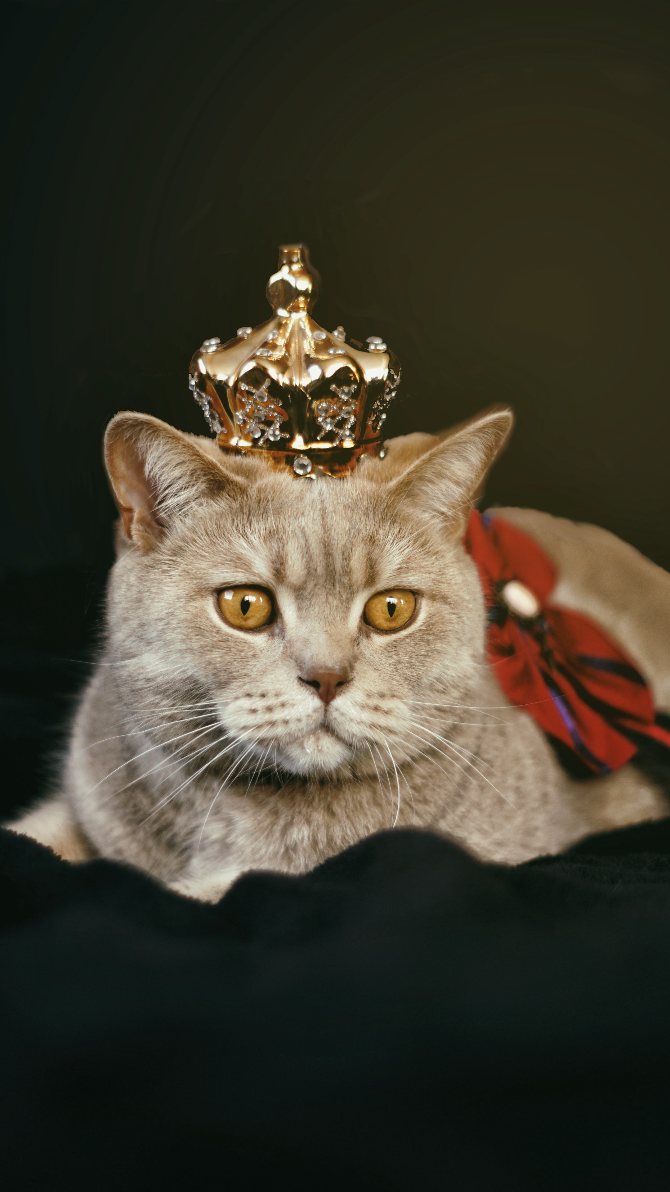 戴<span style='color:red;'>皇冠</span>的胖猫咪可爱动物桌面壁纸