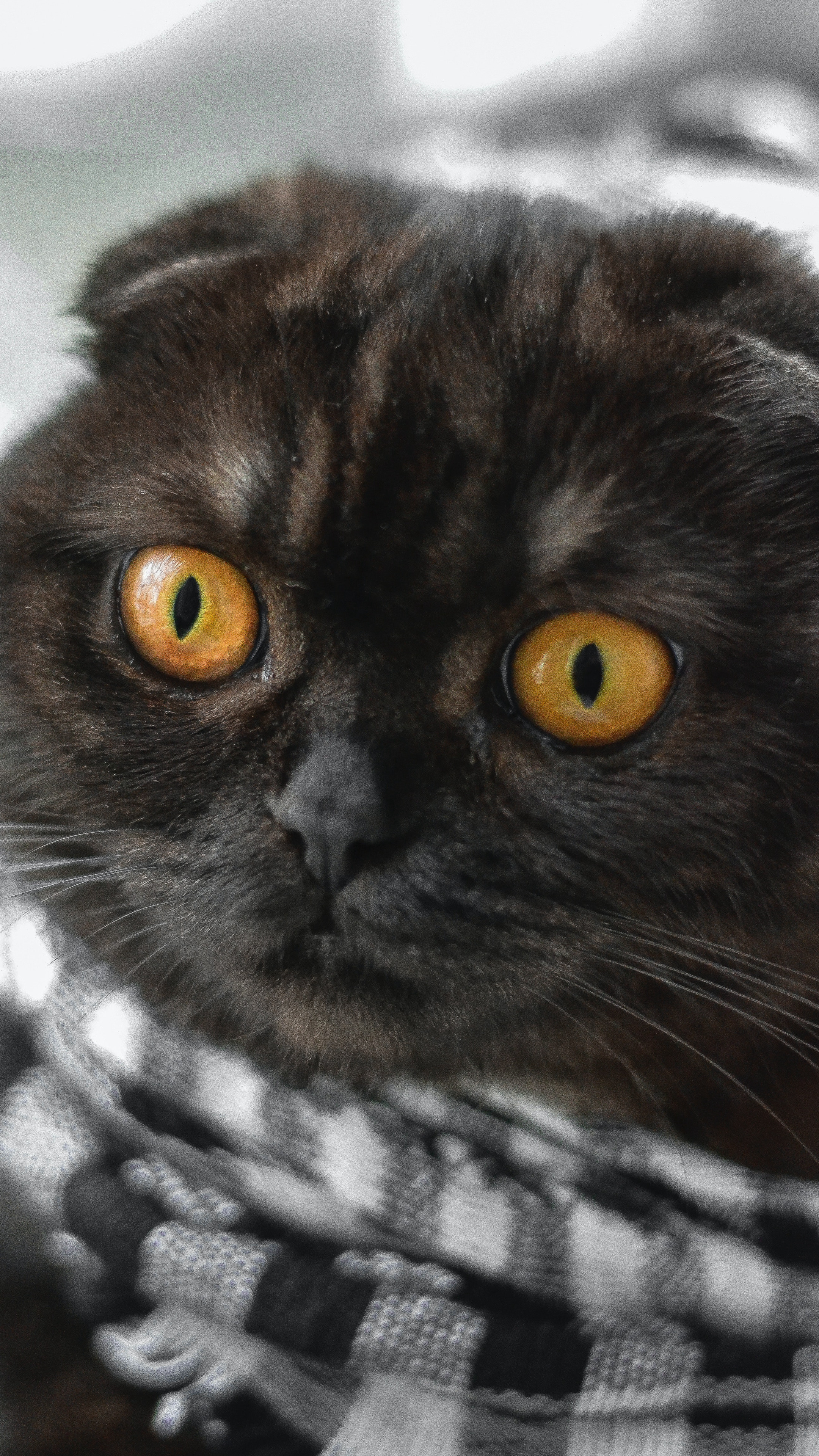 很帅的宠物黑猫的瞳孔高清手机壁纸