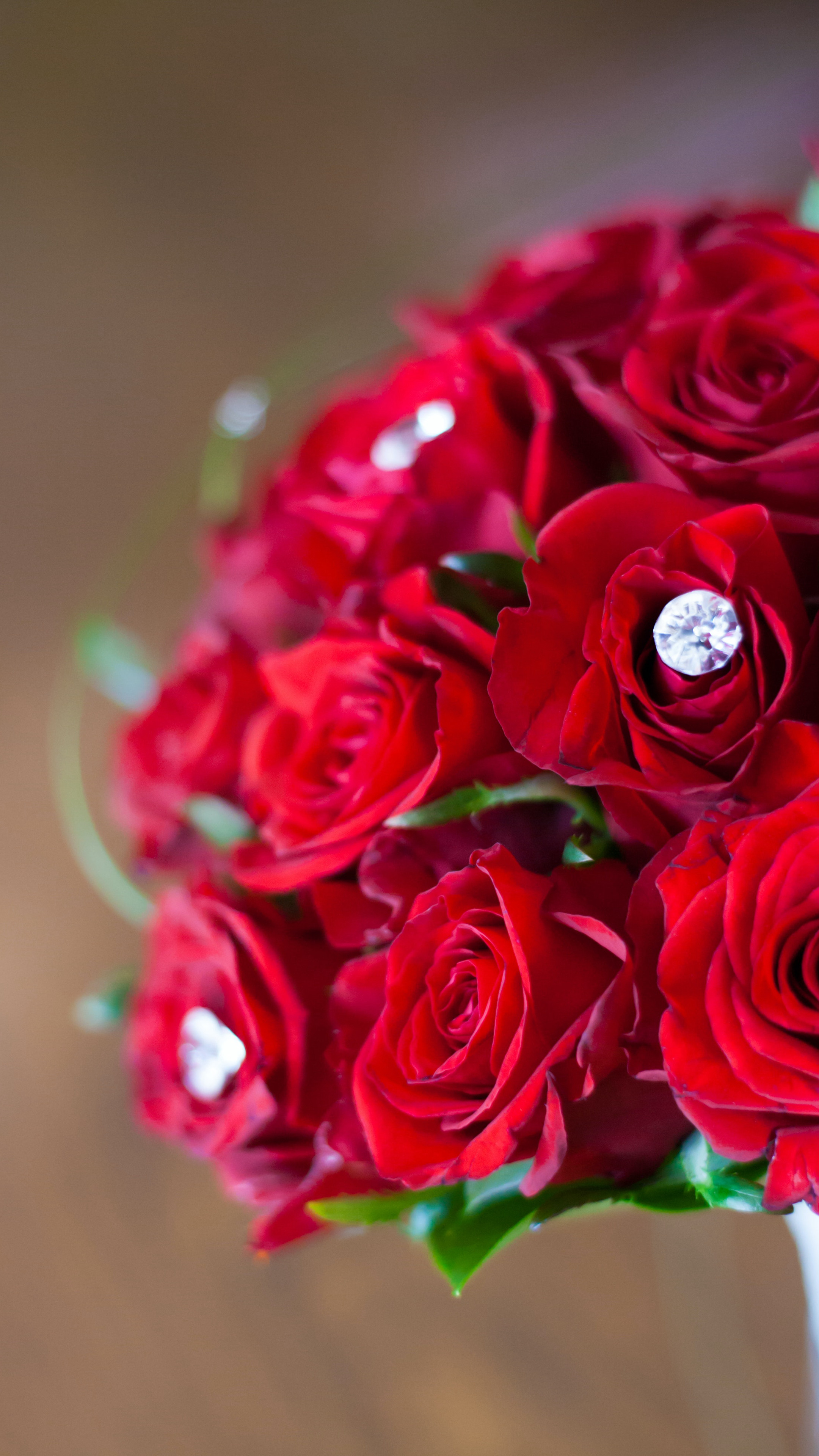 镶嵌了钻石的红色玫瑰花植物手机壁纸