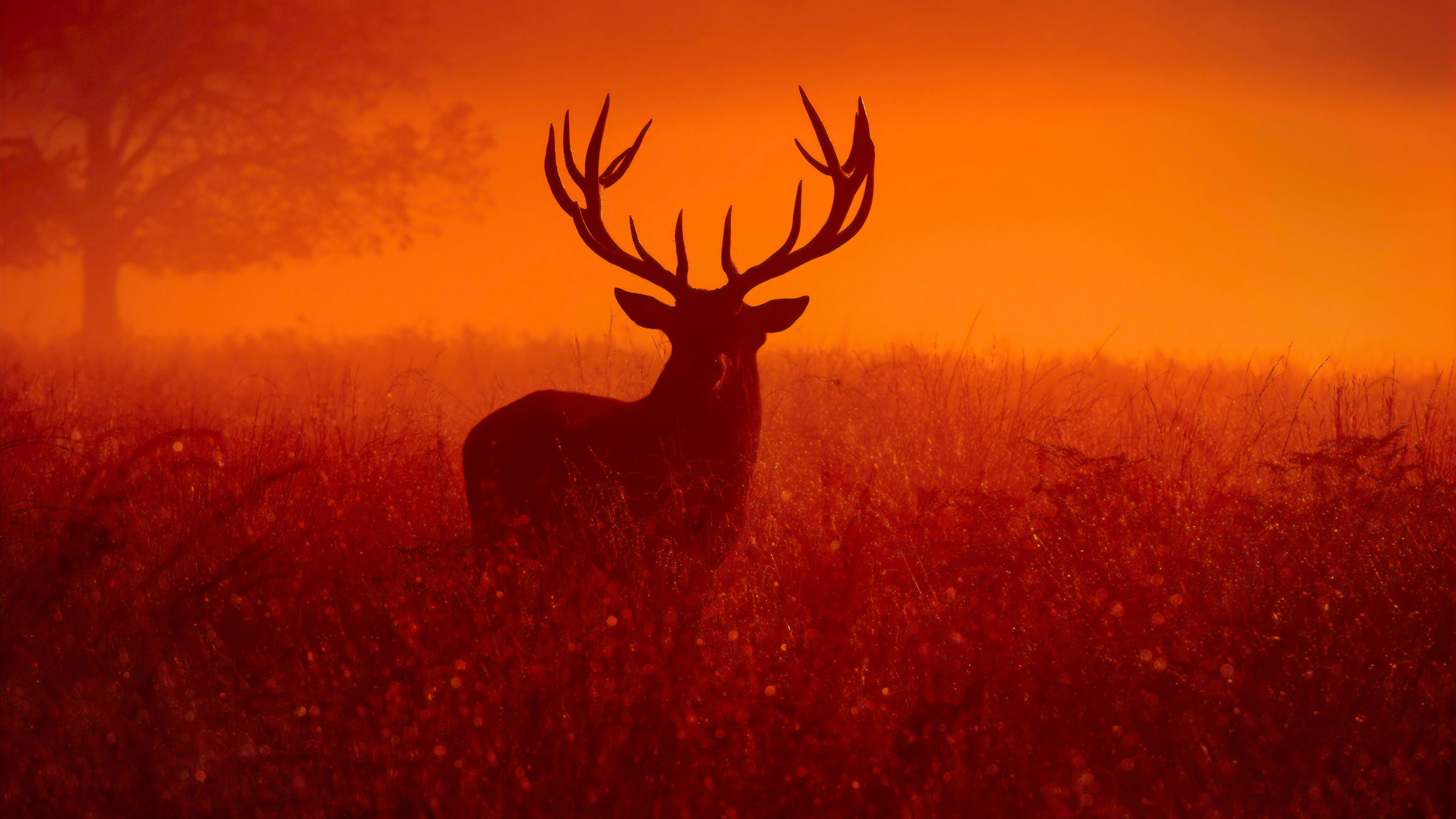 唯美雾色森林中的动物“<span style='color:red;'>麋鹿</span>”和“情侣阿拉伯马”的动物桌面壁纸