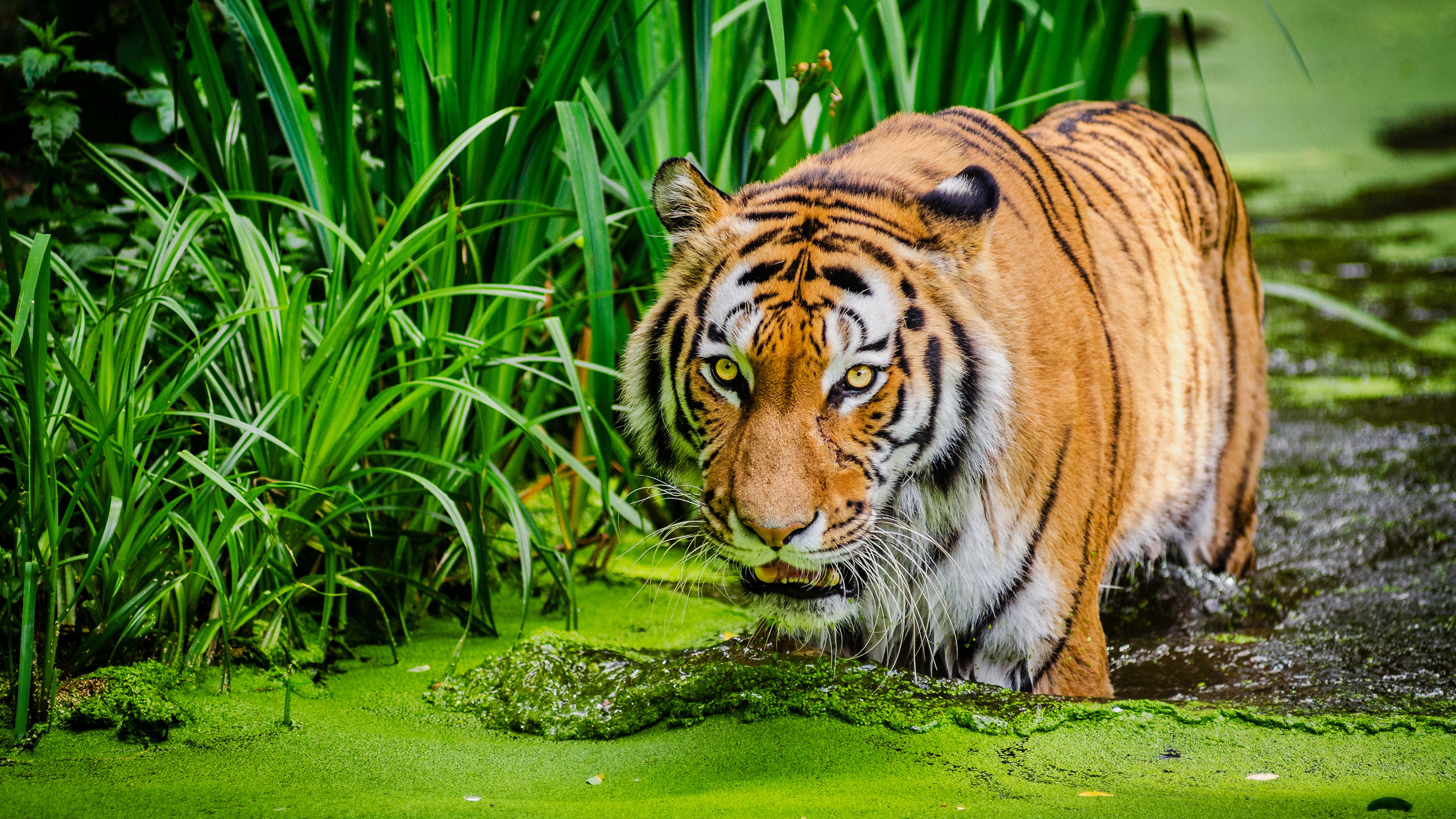 热带雨林沼泽中的西伯利亚虎霸气动物壁纸