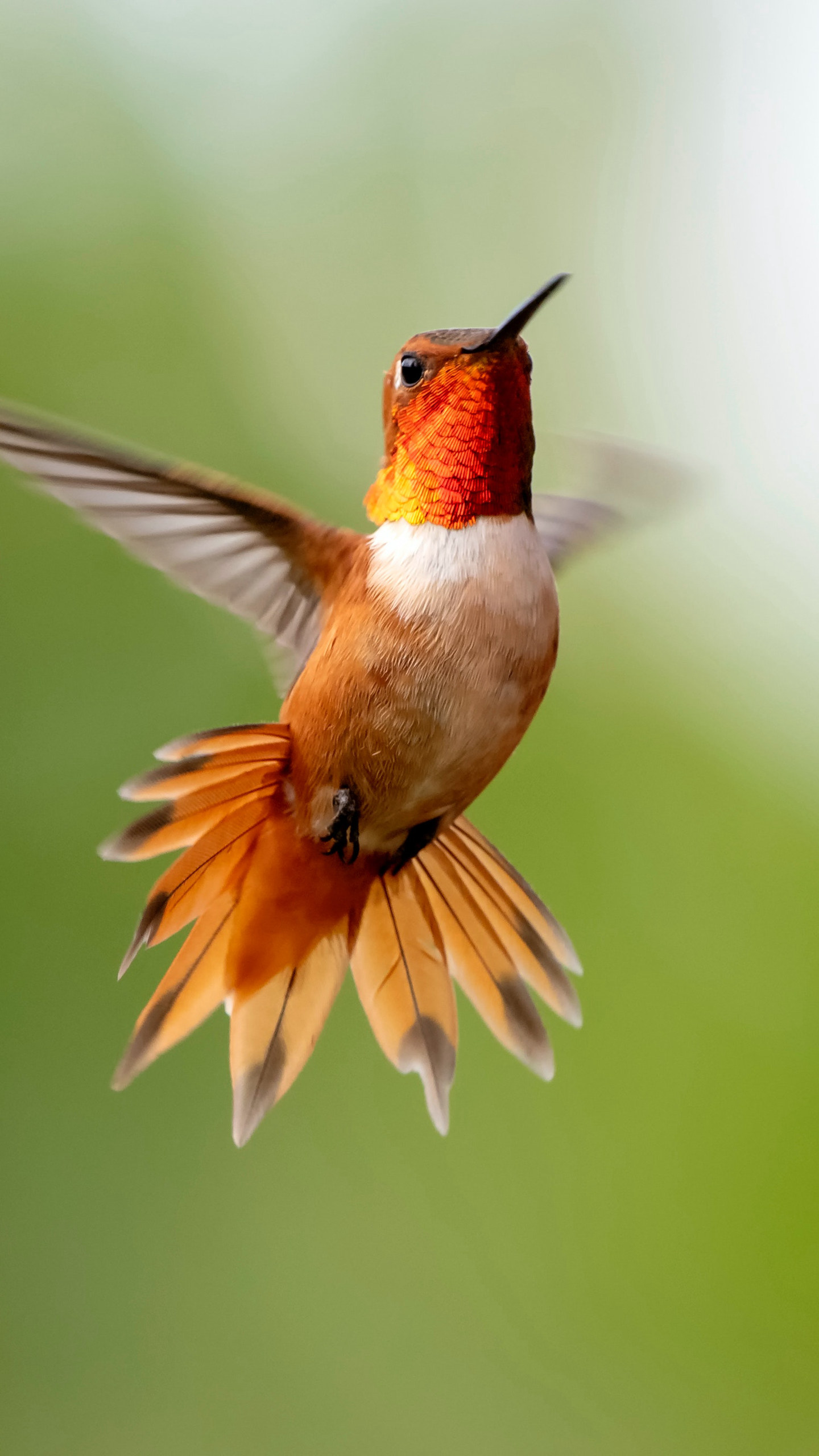 最小的鸟“蜂鸟”的展翅飞翔的近照摄影动物手机壁纸