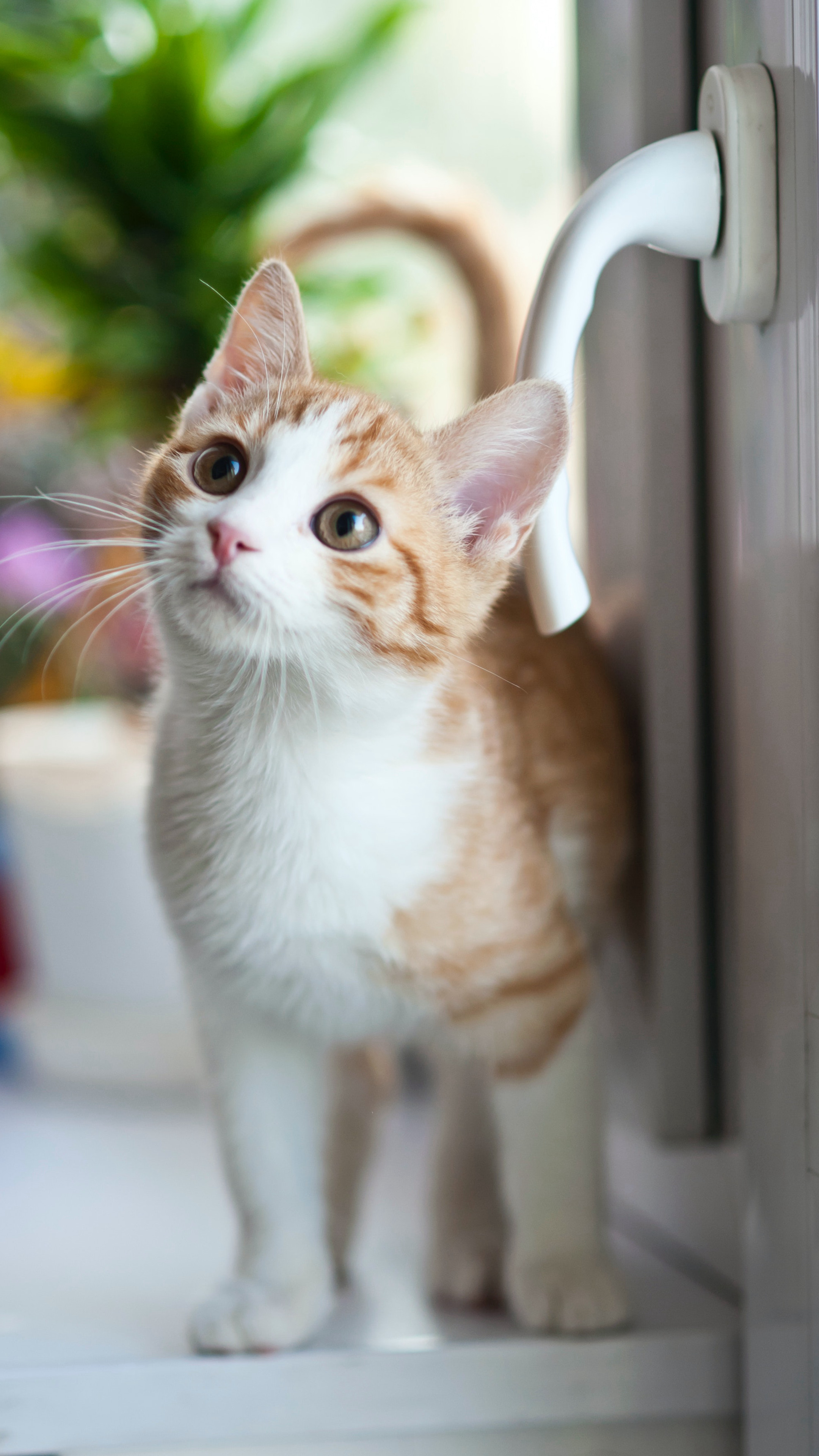 大眼的黄色萌猫宠物高清4K动物手机壁纸