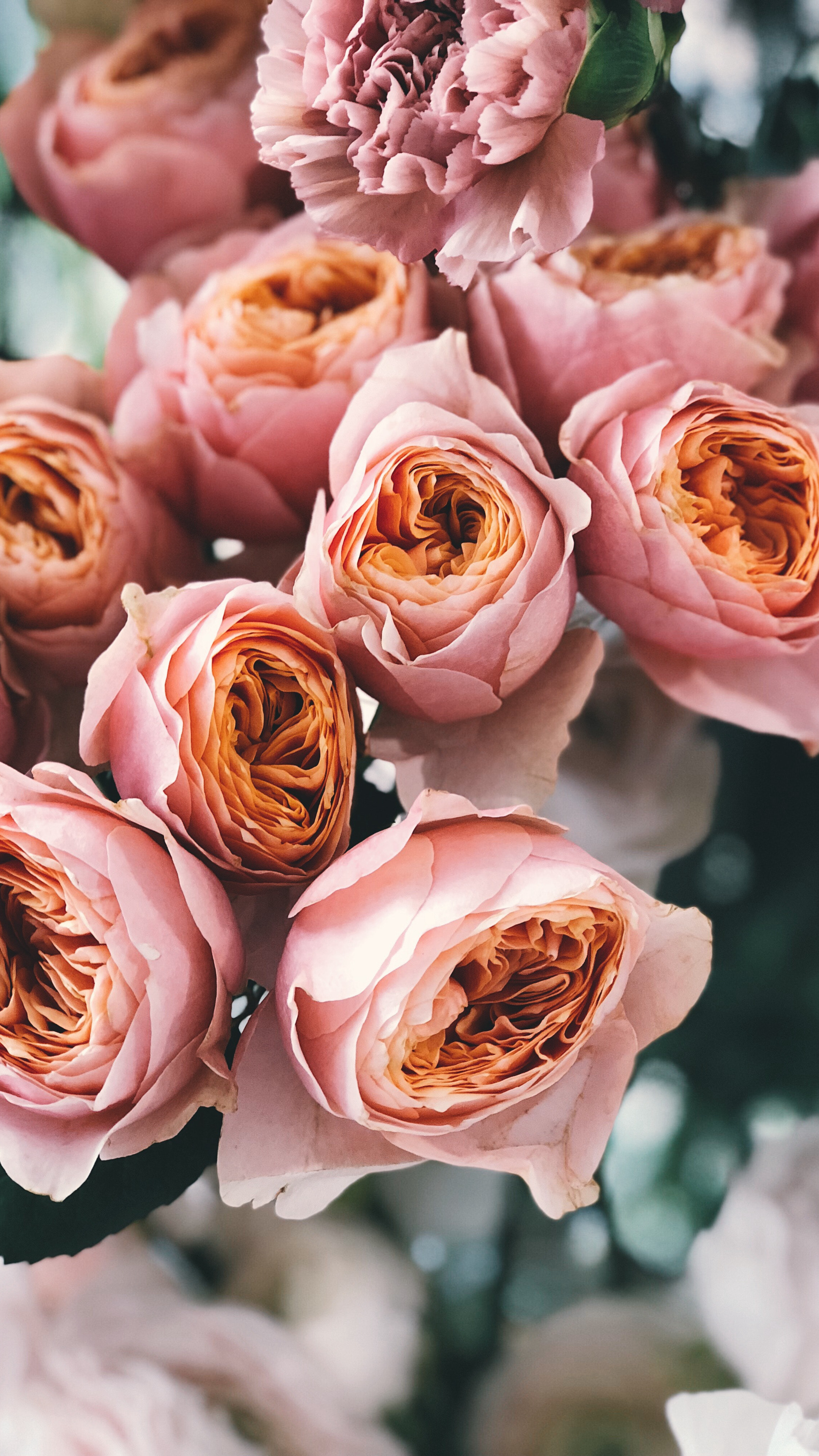 粉色玫瑰花束适合女生的植物手机壁纸
