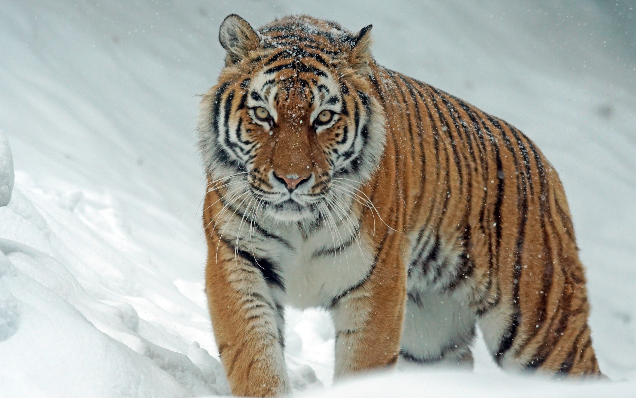 仰天长啸的霸气森林之王西伯利亚虎动物壁纸图片