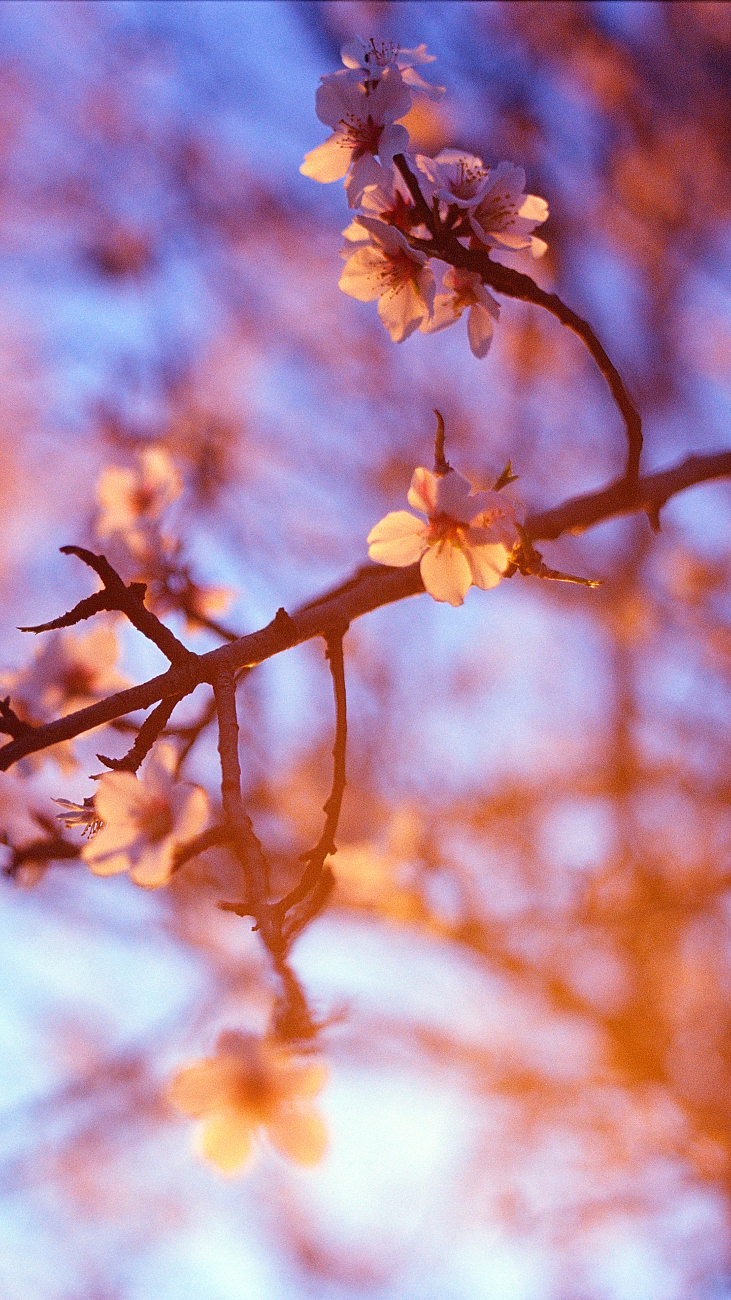 阳光下的蔷薇科樱属植物“樱花树”唯美手机壁纸