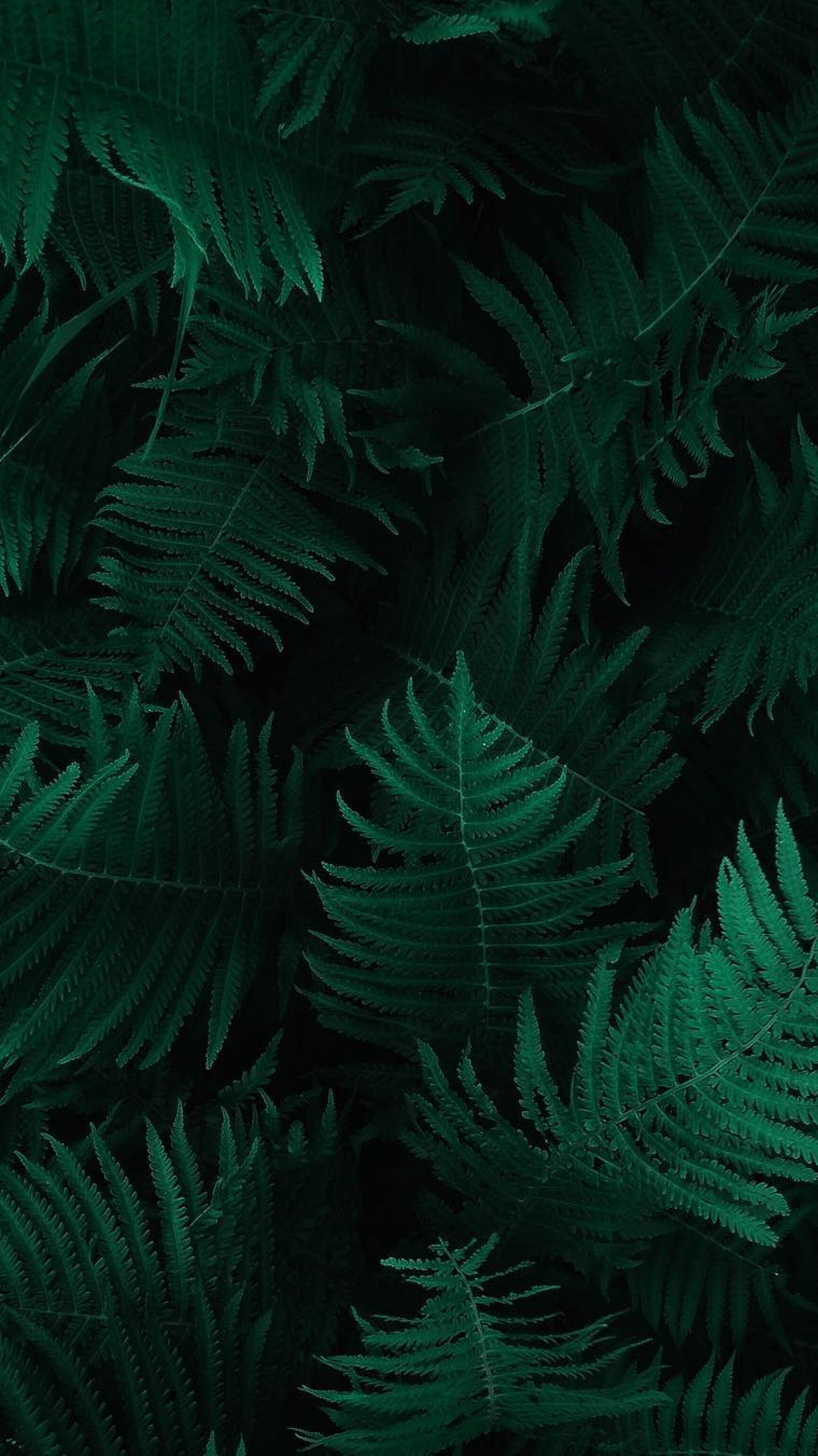 自然植物“海羽星，肾蕨，戟叶耳蕨”绿色护眼壁纸手机壁纸
