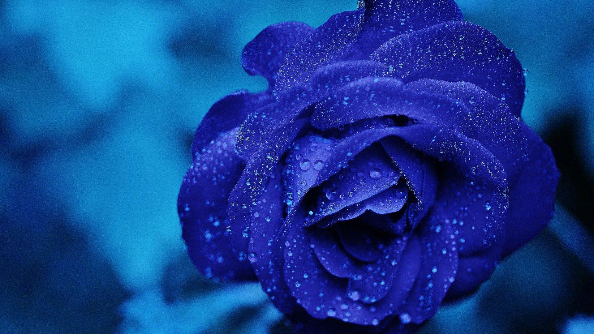 蓝色玫瑰，露珠，露水唯美高清背景壁纸图片