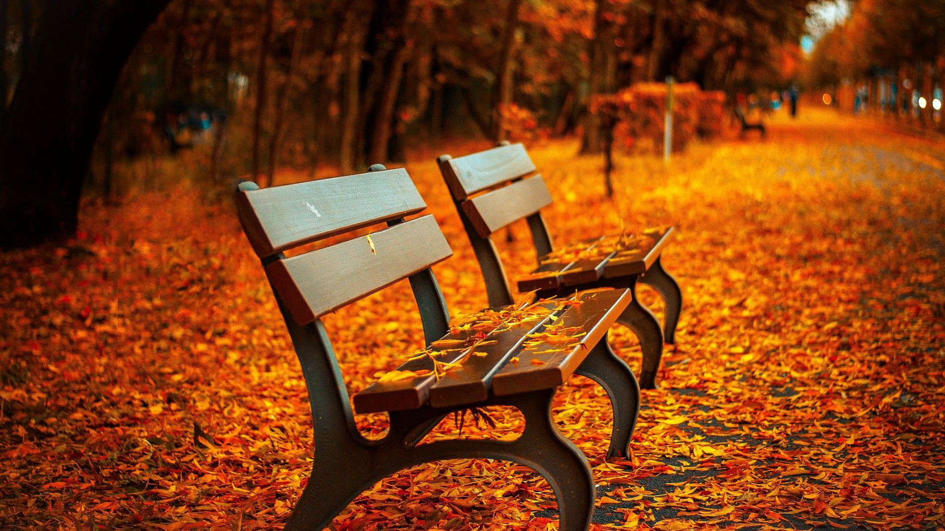 落满<span style='color:red;'>枫叶</span>的公园长椅唯美秋景高清桌面壁纸图片