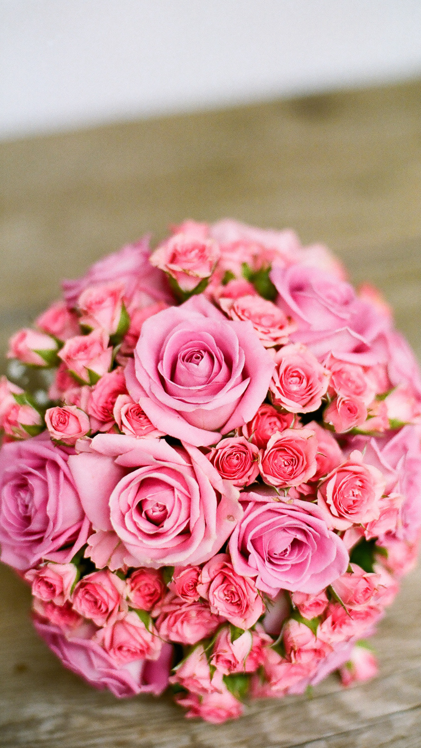 盛开的玫瑰花唯美植物摄影手机壁纸
