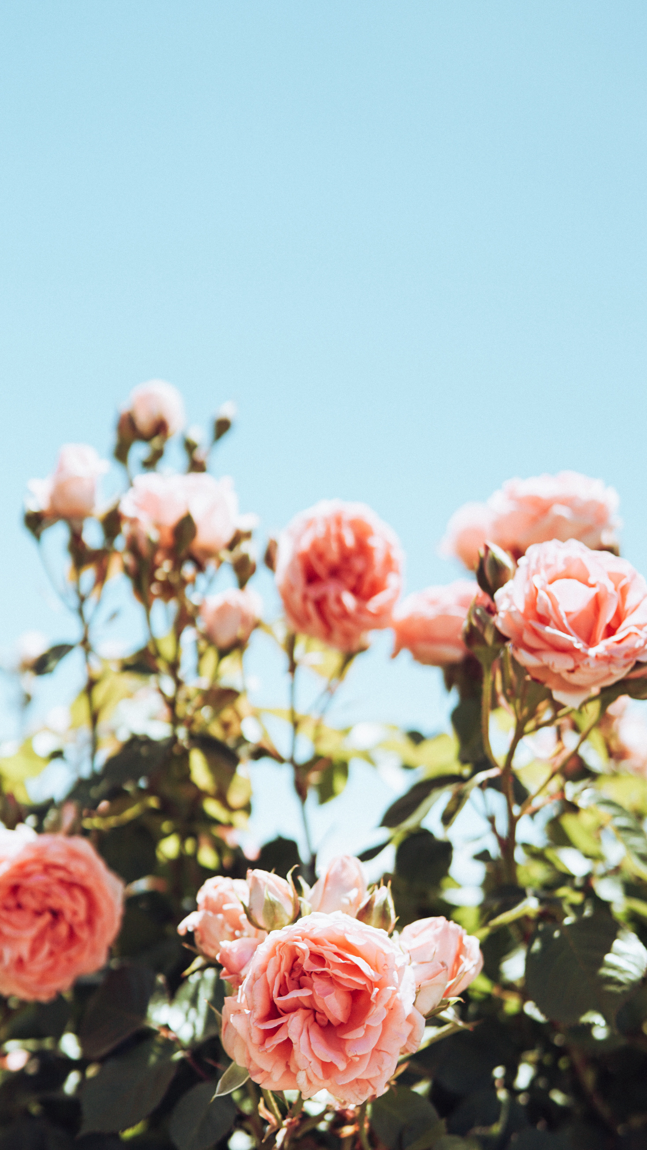 唯美的七彩颜色玫瑰花束4K手机壁纸