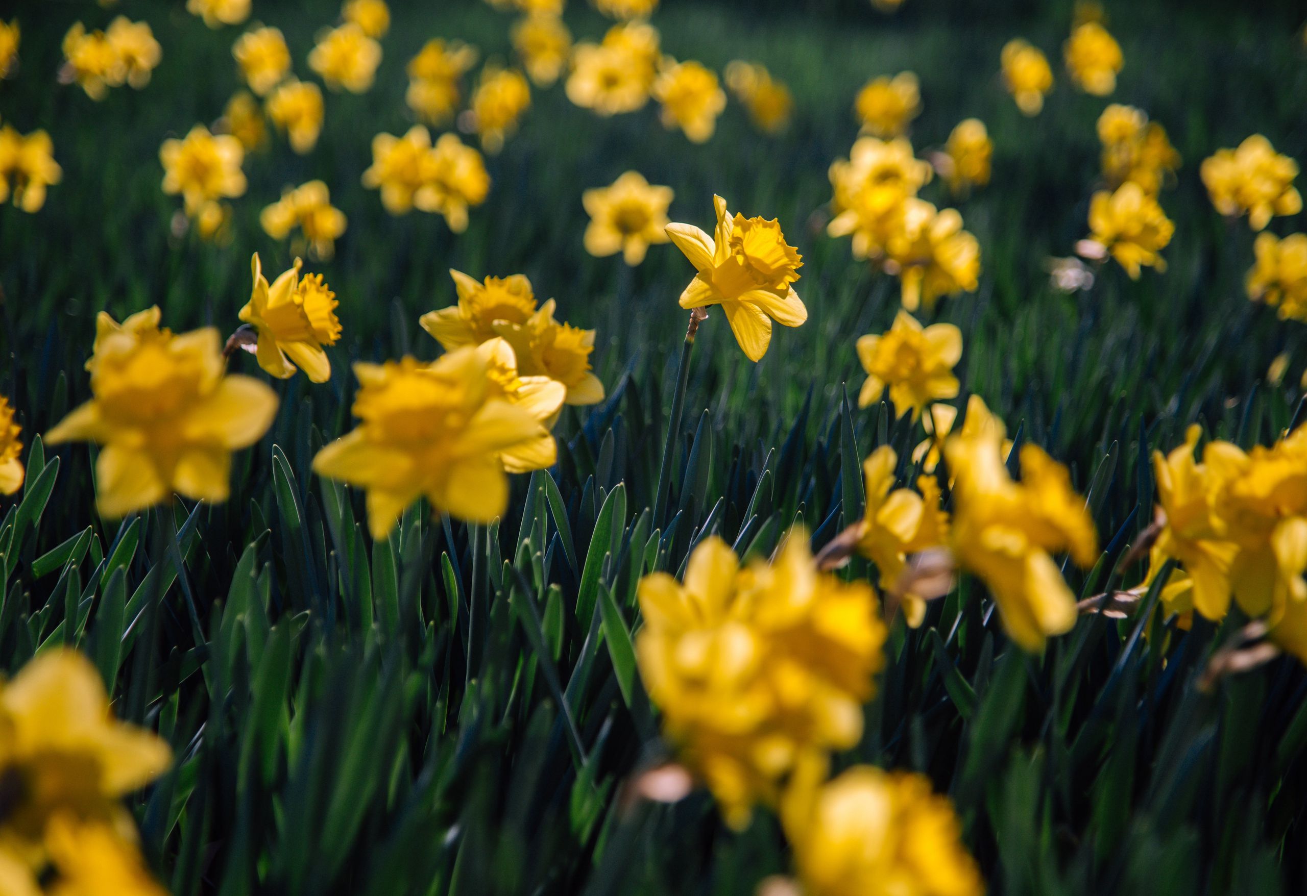 水仙花田，盛开着黄色花朵的水仙花唯美摄影壁纸图片