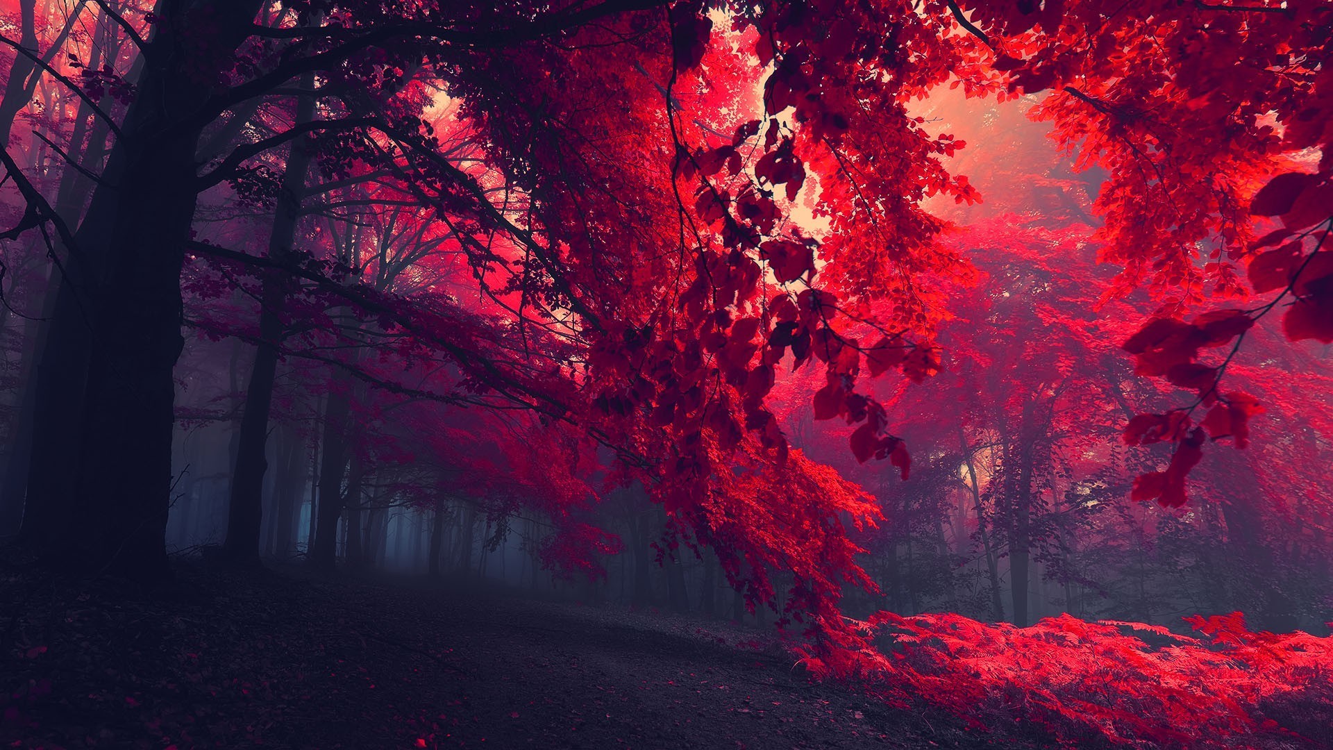火红的颜色，震撼的色彩，唯美红色<span style='color:red;'>树叶</span>、枫叶桌面壁纸图片