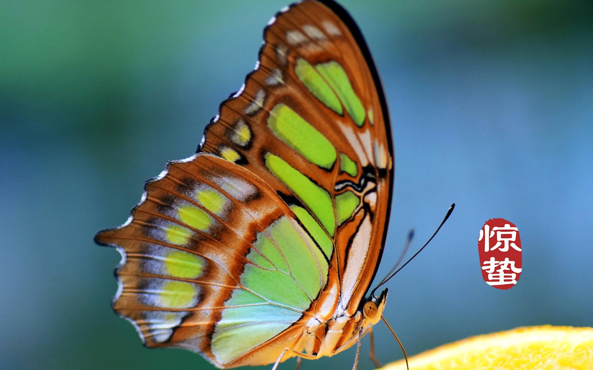 二十四节气惊蛰图片，以昆虫蝴蝶为背景的惊蛰带字壁纸图片