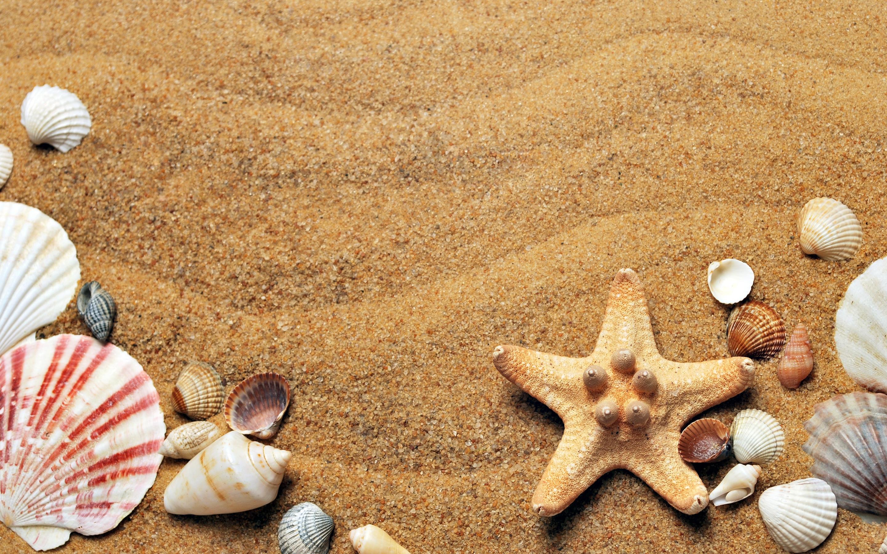 阳光细语，沙滩，贝壳，海星等唯美桌面壁纸图片