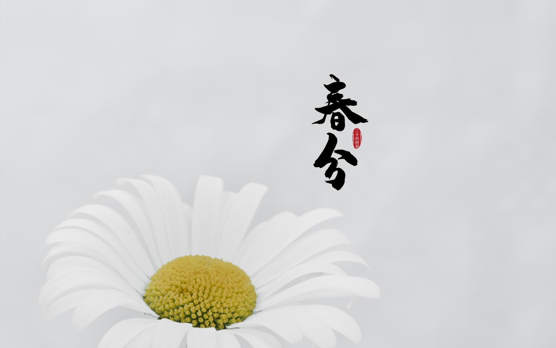 春分图片，以各类菊花为背景的唯美带字春分壁纸图片