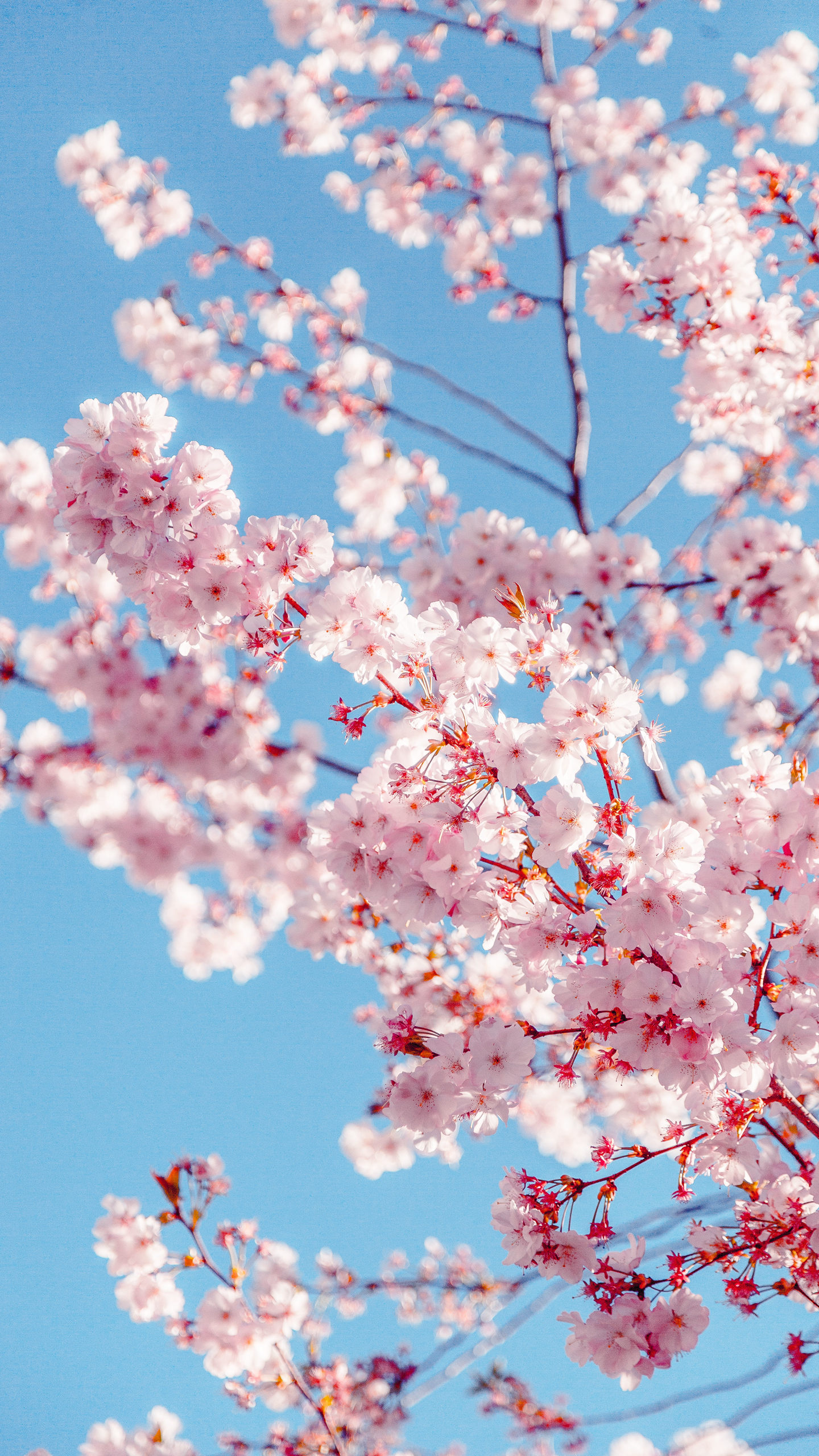 日本东京盛开的樱花高清手机壁纸