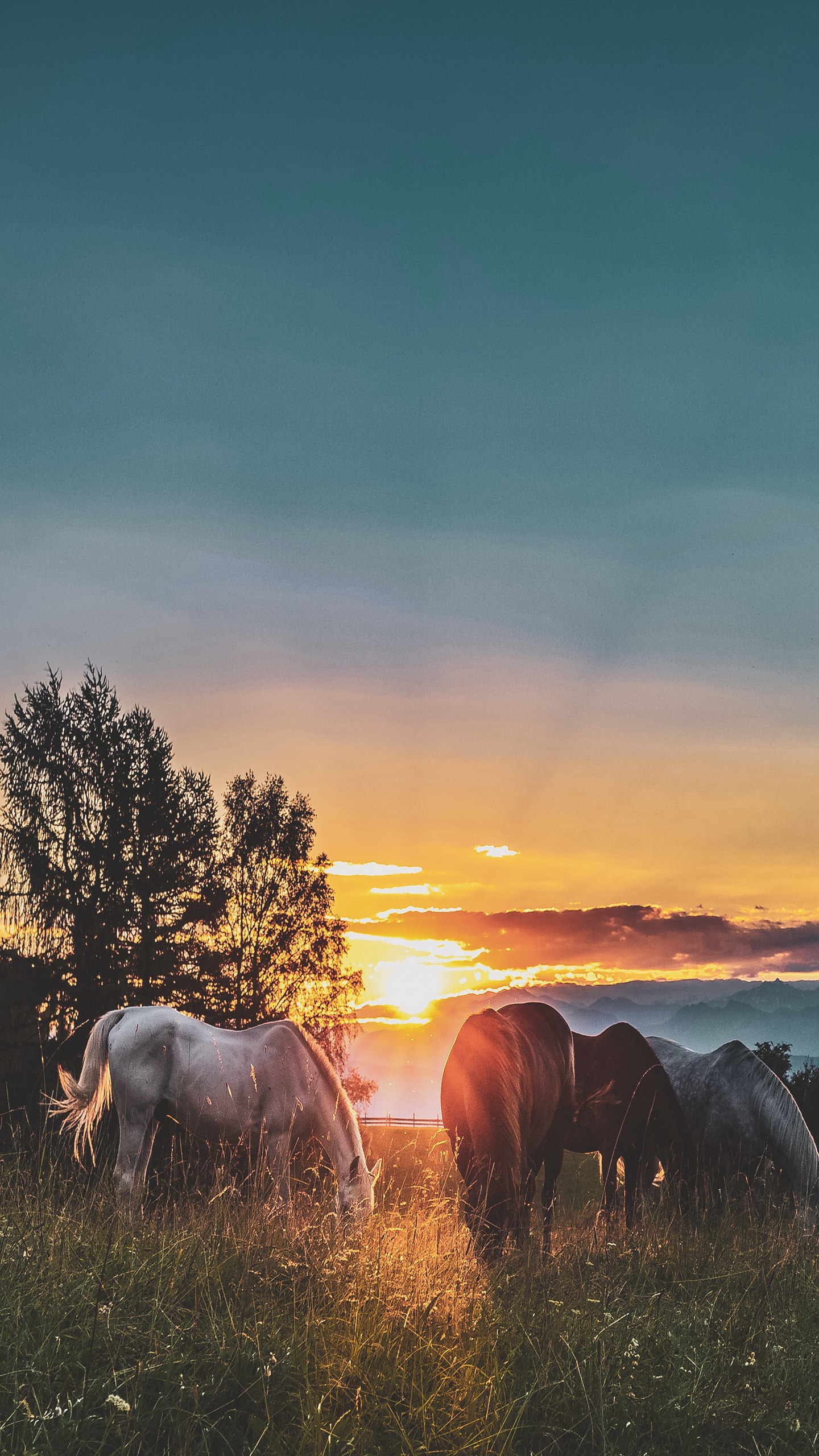 夕阳照射下的草原上的马儿风景手机壁纸