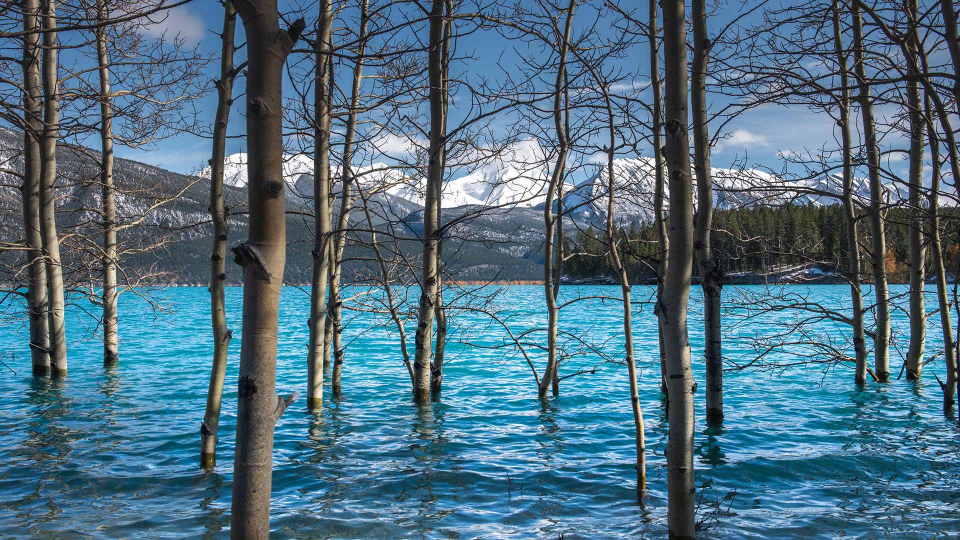 加拿大亚伯拉罕湖清澈的水，树木，山林，雪山唯美高清壁纸图片