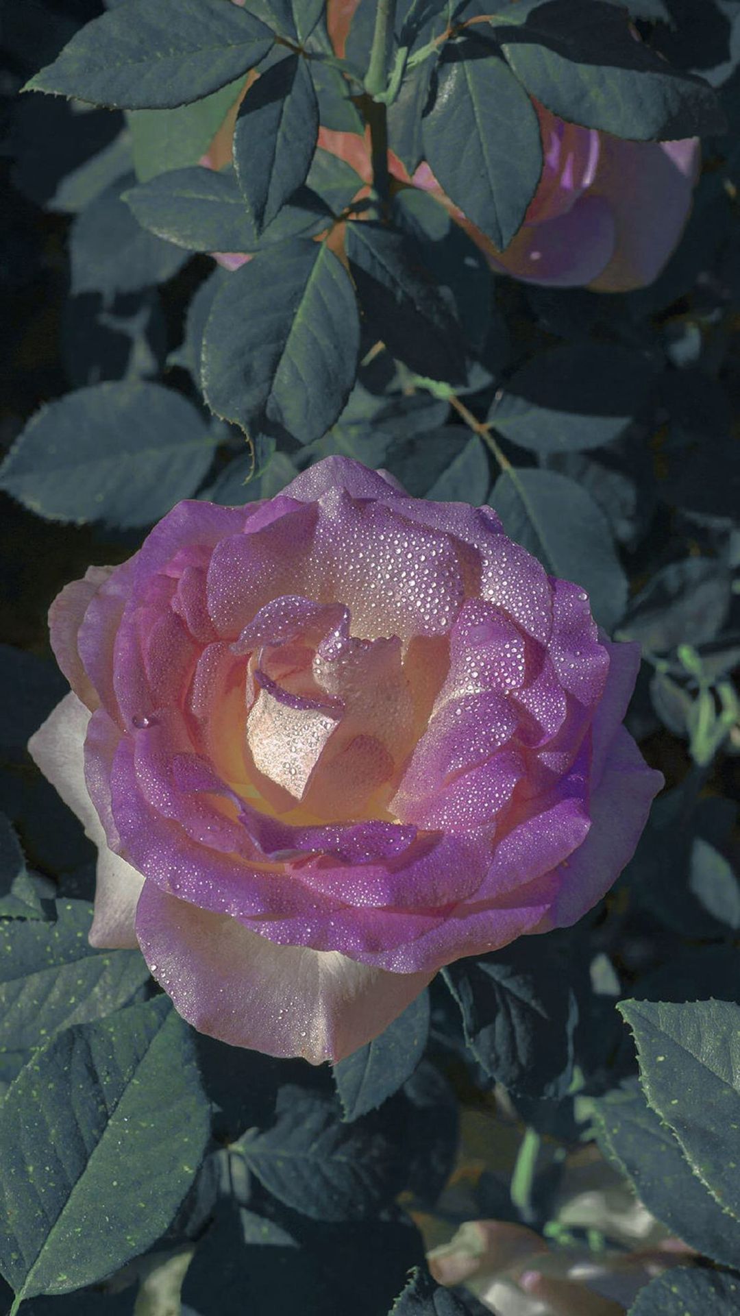 玫瑰花，粉紫色玫瑰花，绿叶唯美高清摄影手机壁纸图片