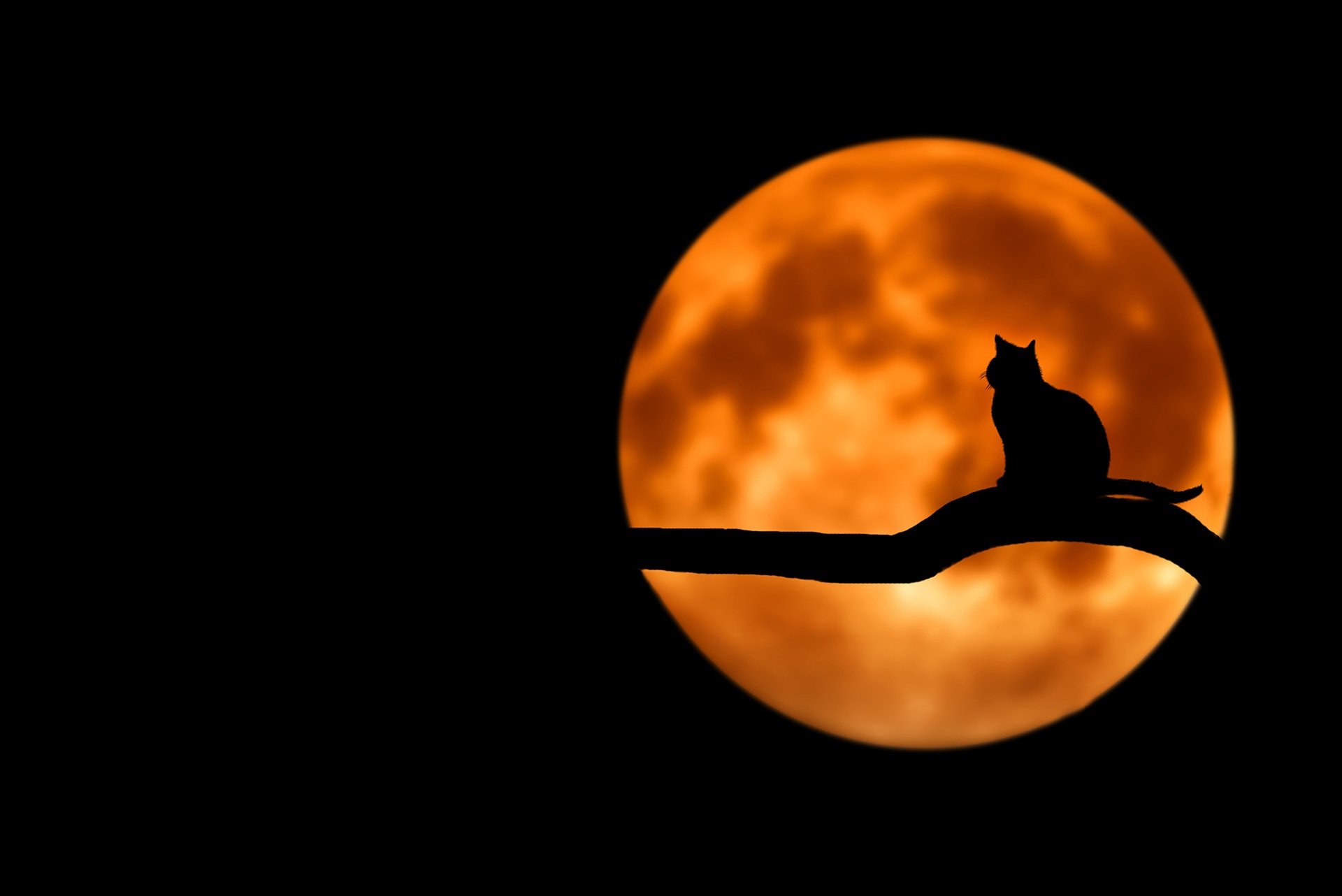 黑色背景，黄橙橙的月亮，以及一只蹲在树枝上的猫剪影桌面壁纸图片