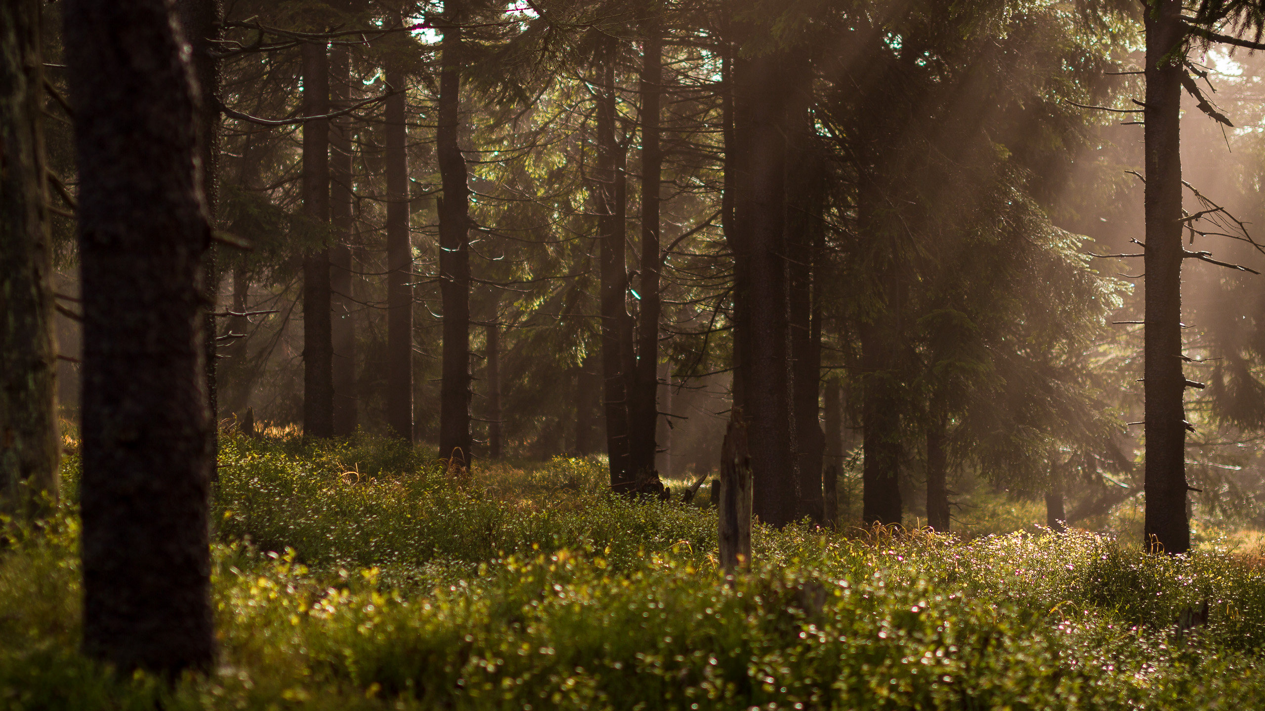 透过森林树木的阳光唯美护眼风景壁纸