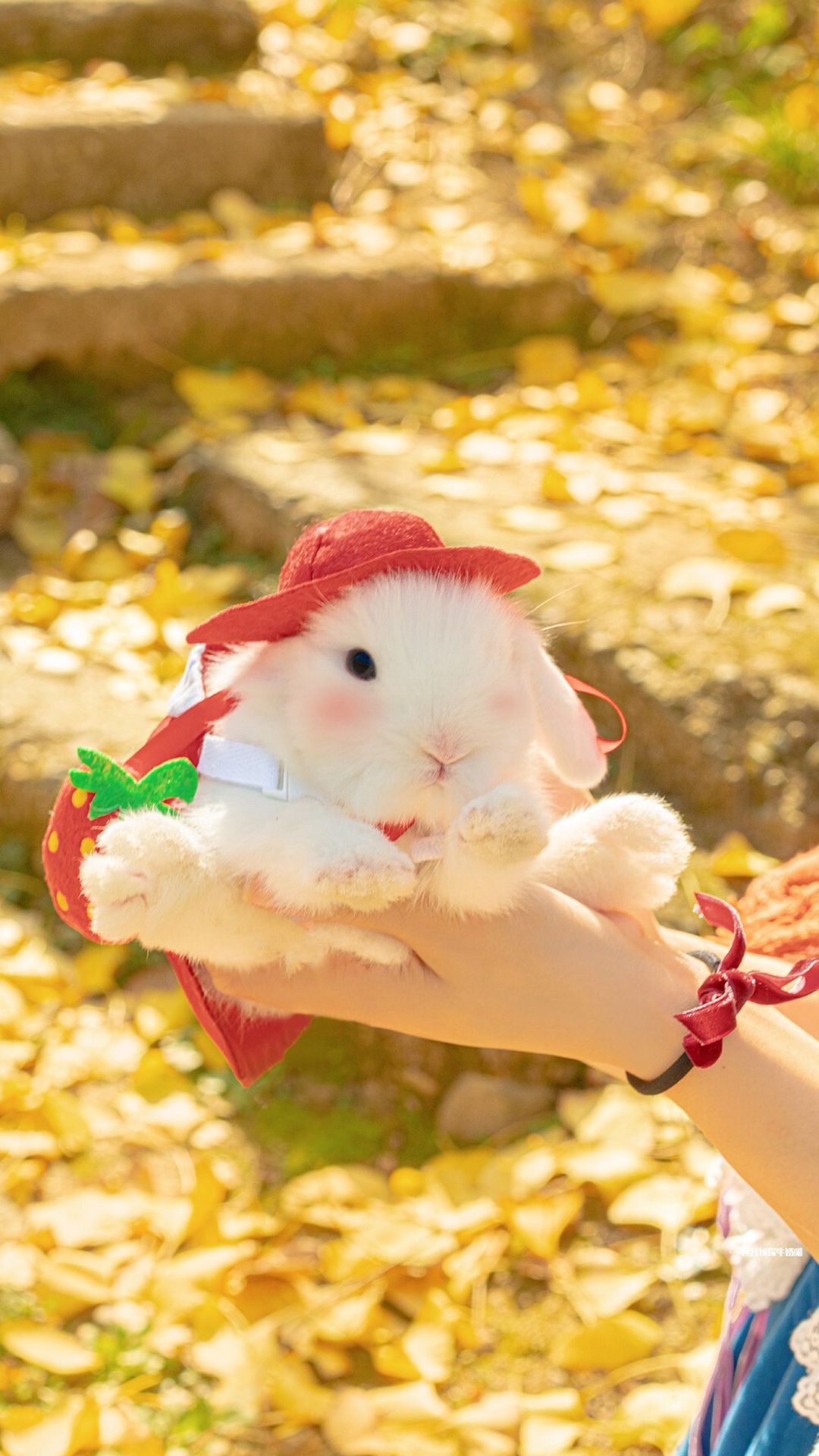 金黄的<span style='color:red;'>落叶</span>，可爱的小兔子，小兔子唯美摄影手机壁纸图片