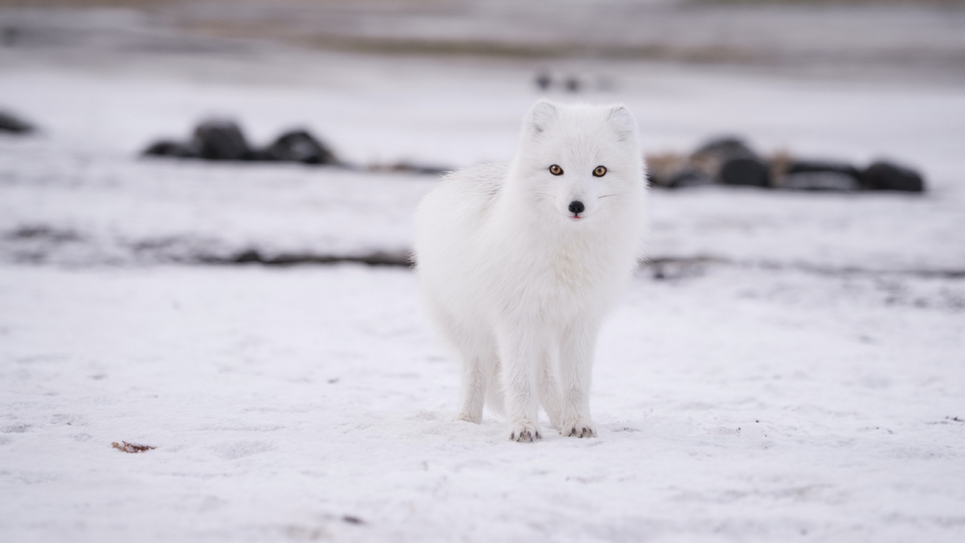 北极狐唯美自然风景风光优美夏日清凉高清壁纸