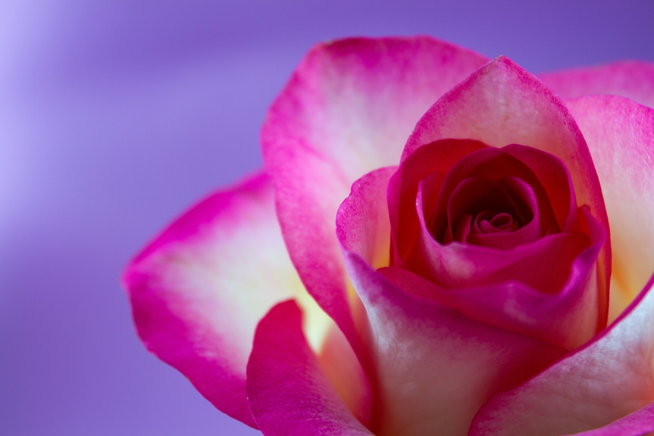 紫色背景浪漫美丽玫瑰植物高清图片下载