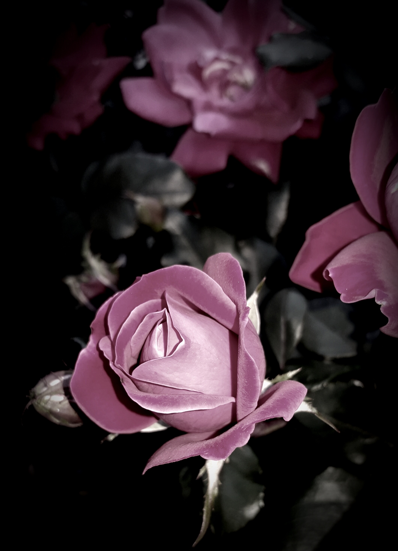 昏暗户外自然粉色花朵植物高清图片下载