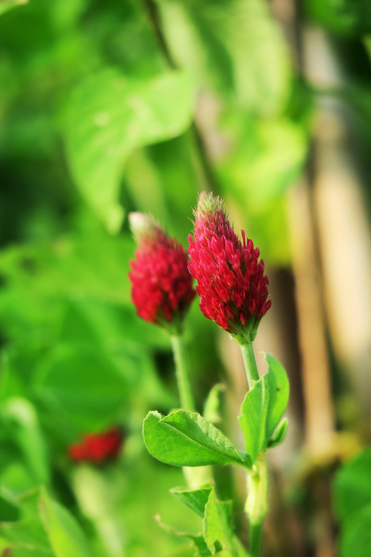 阳光户外绿色植物红色花苞高清图片下载