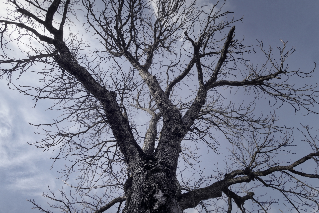 阴天天空繁杂树枝自然树木高清图片下载