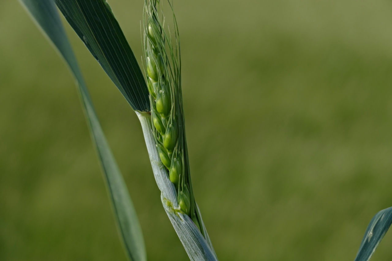 虚化背景户外自然绿色小麦植物高清图片下载