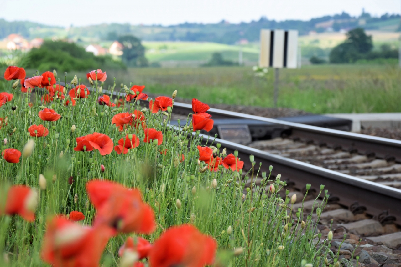 户外铁路<span style='color:red;'>轨道</span>边自然红色花朵植物高清图片下载
