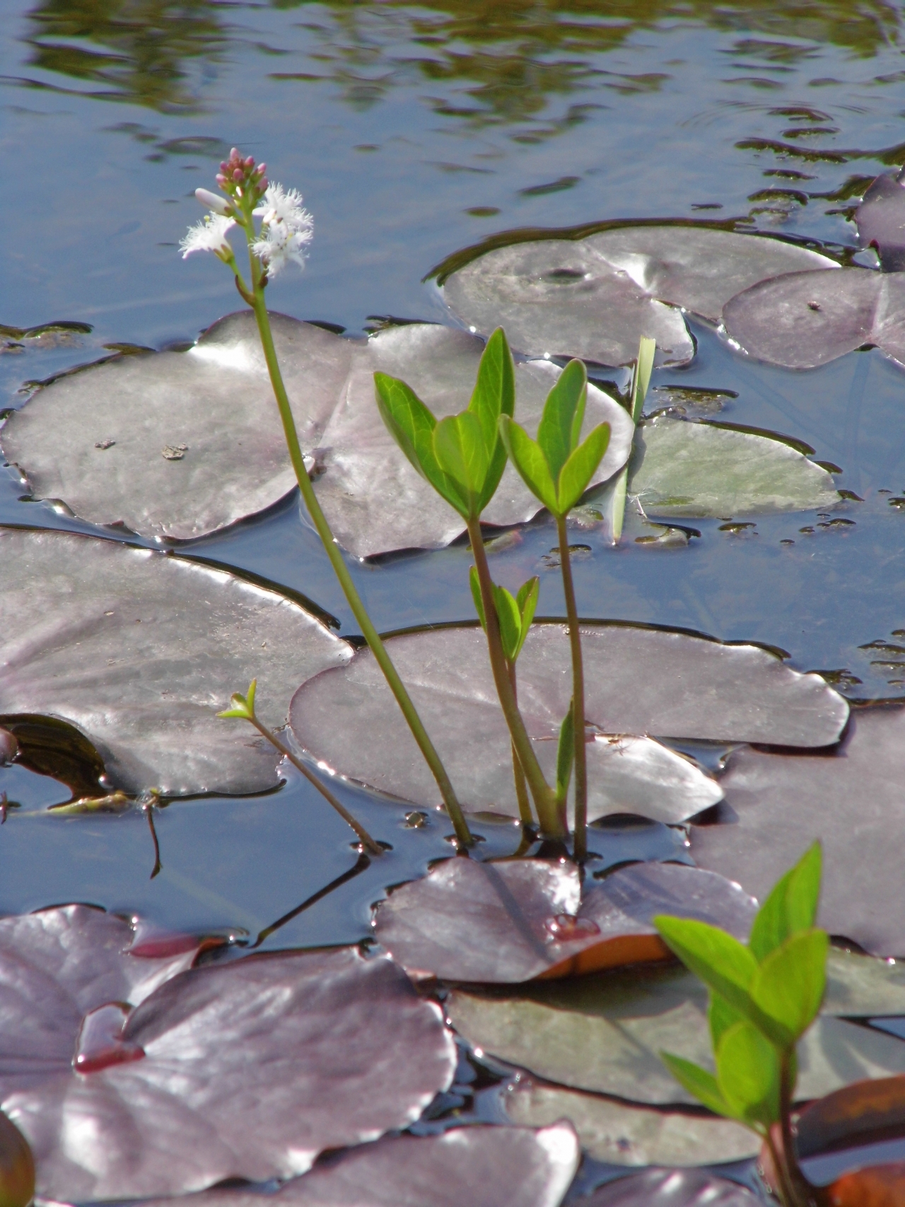 阳光户外湖泊水面自然绿色植物高清图片下载