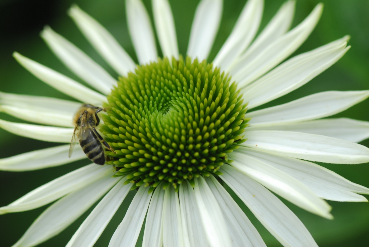 户外白色花朵绿色花蕊植物蜜蜂高清图片下载